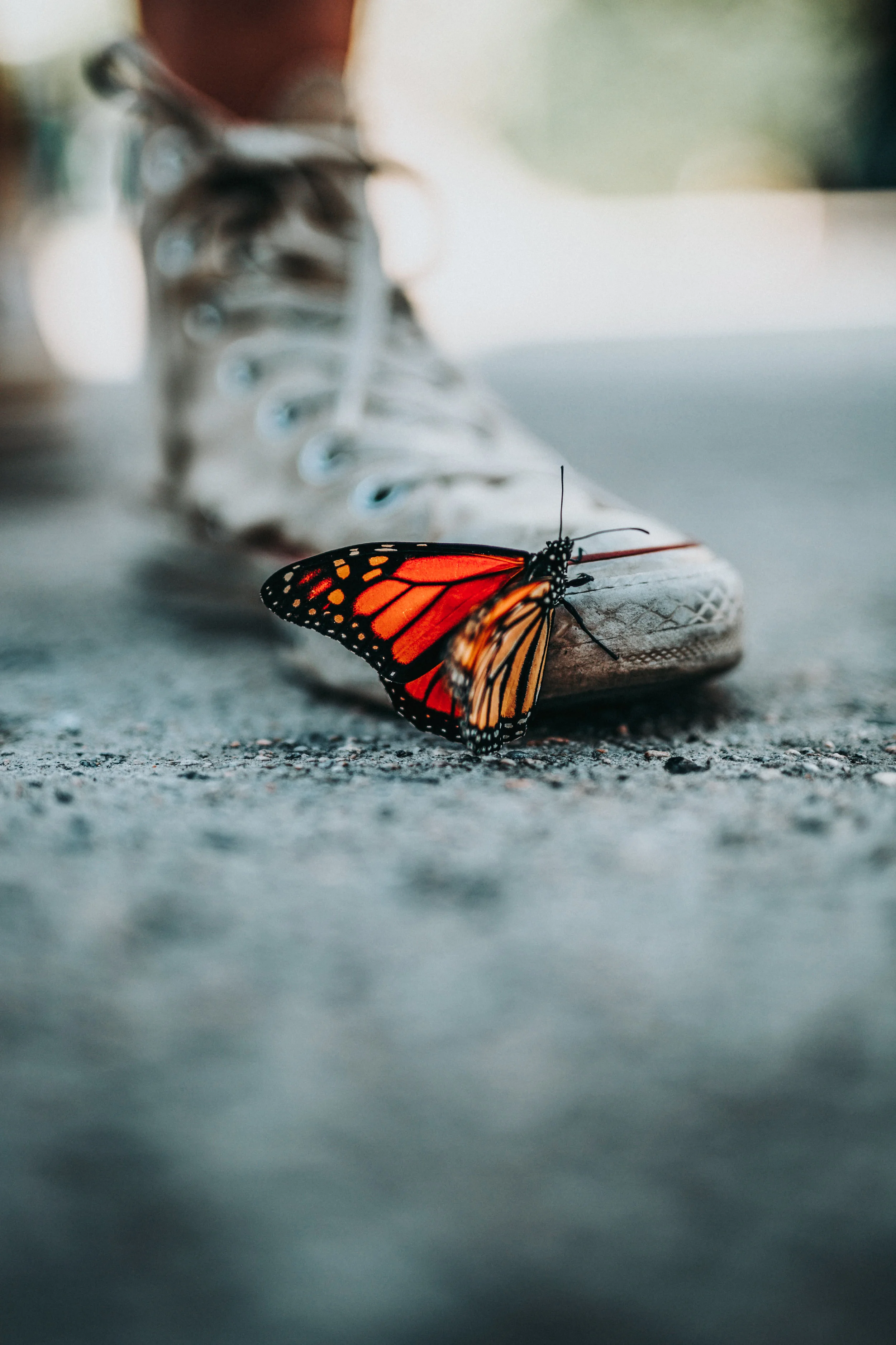 2020:  The Year of the ButterFLY