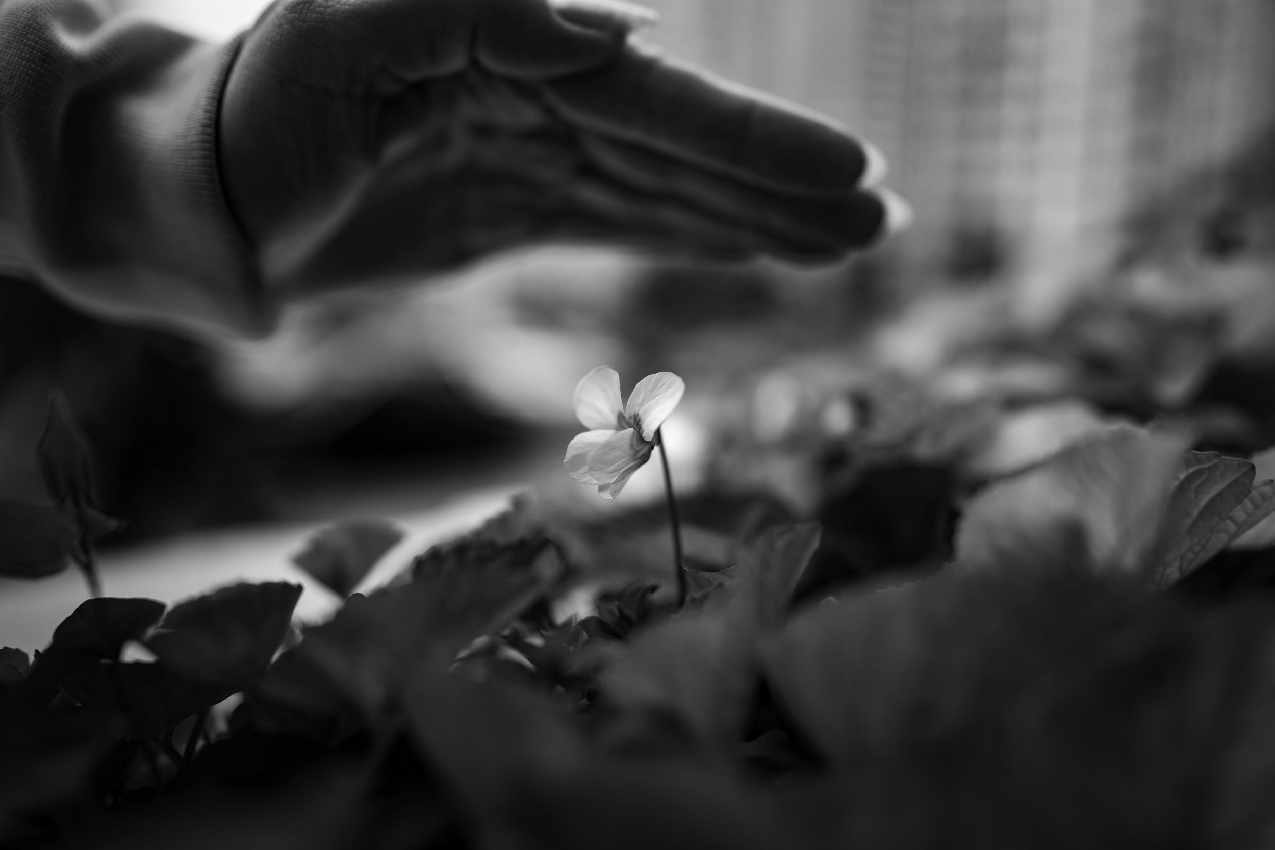 Reiki:  Unconventional Healing During Unprecedented Times.