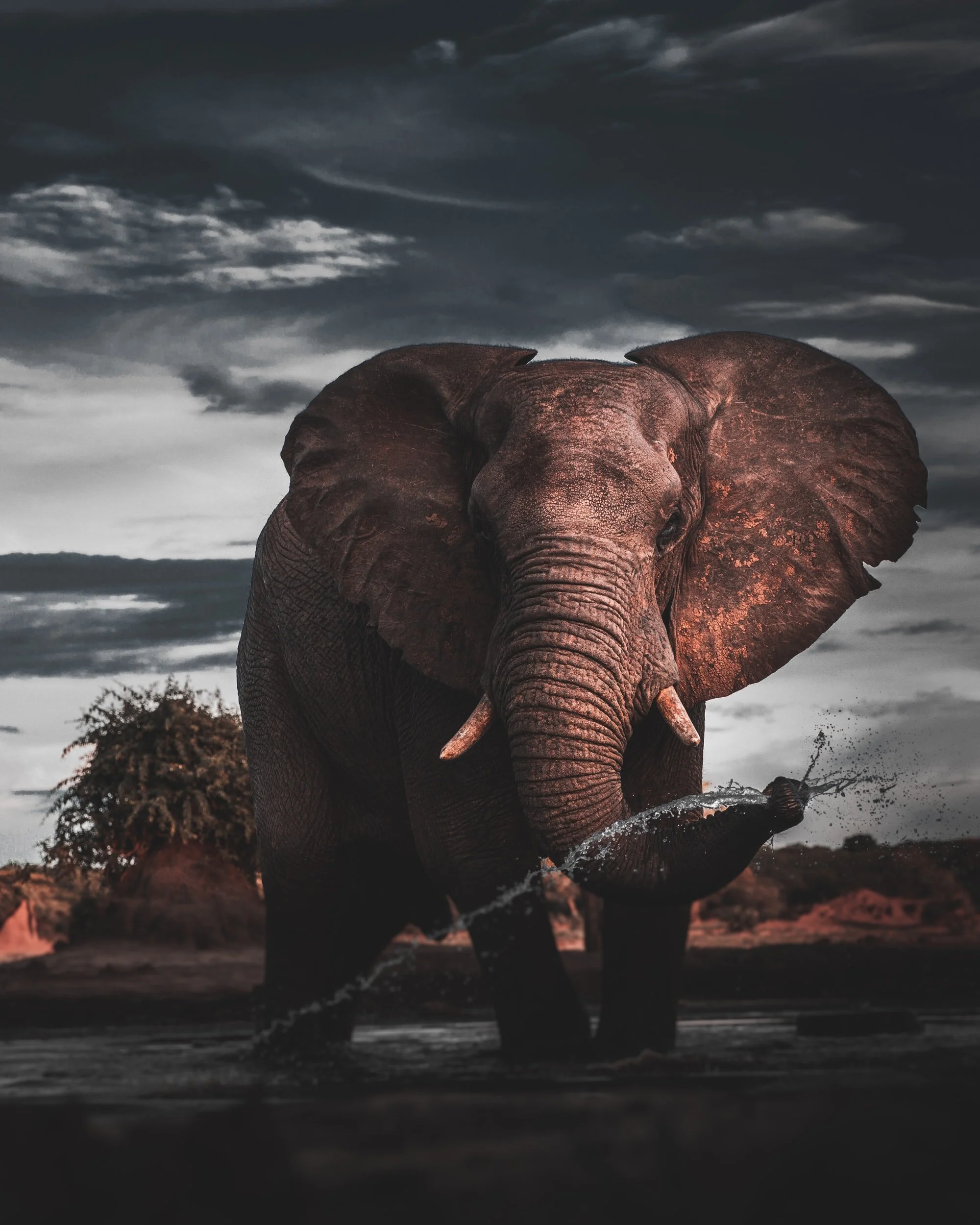 2021: Spirit of the Elephant
