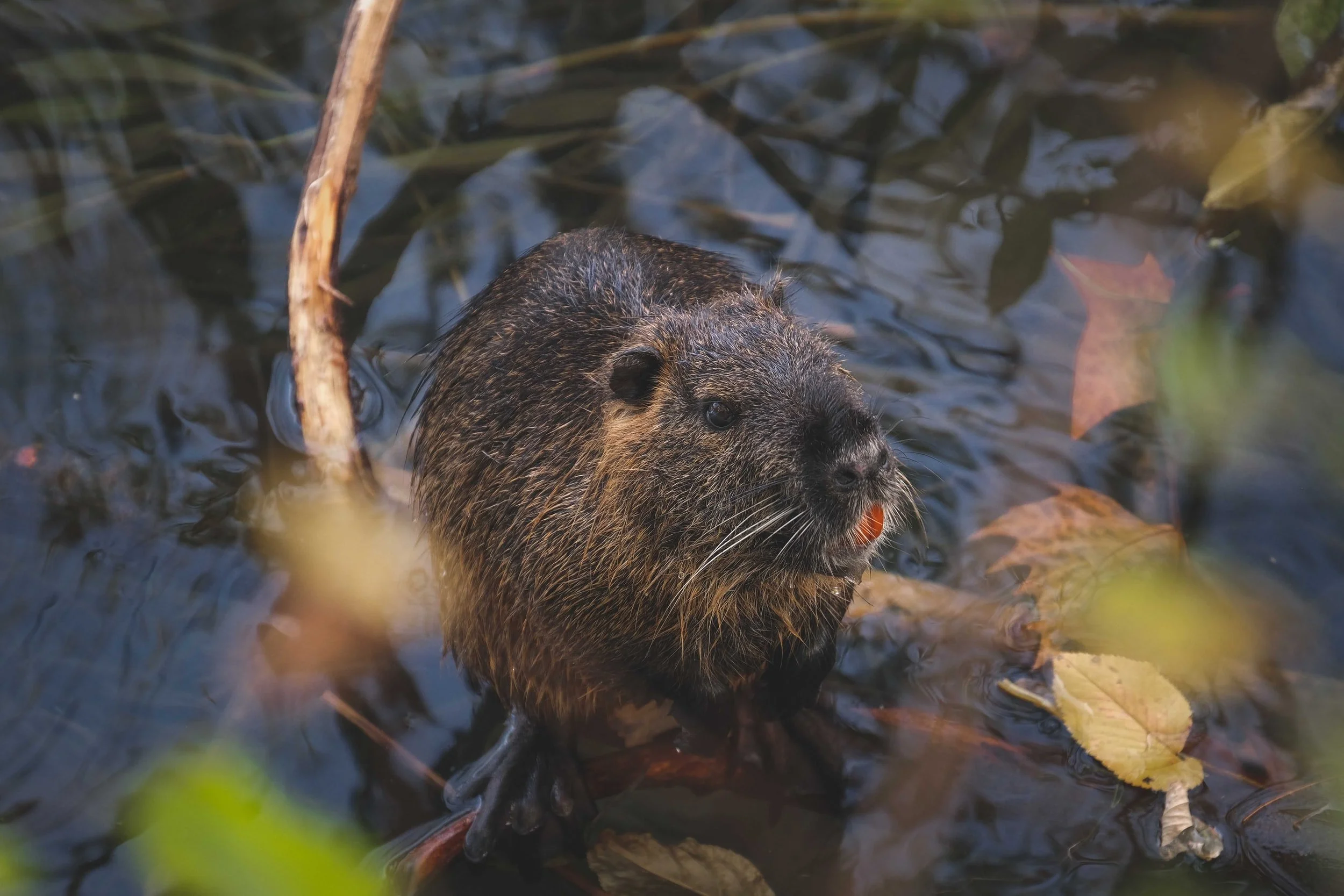 2022: The Beaver Returns