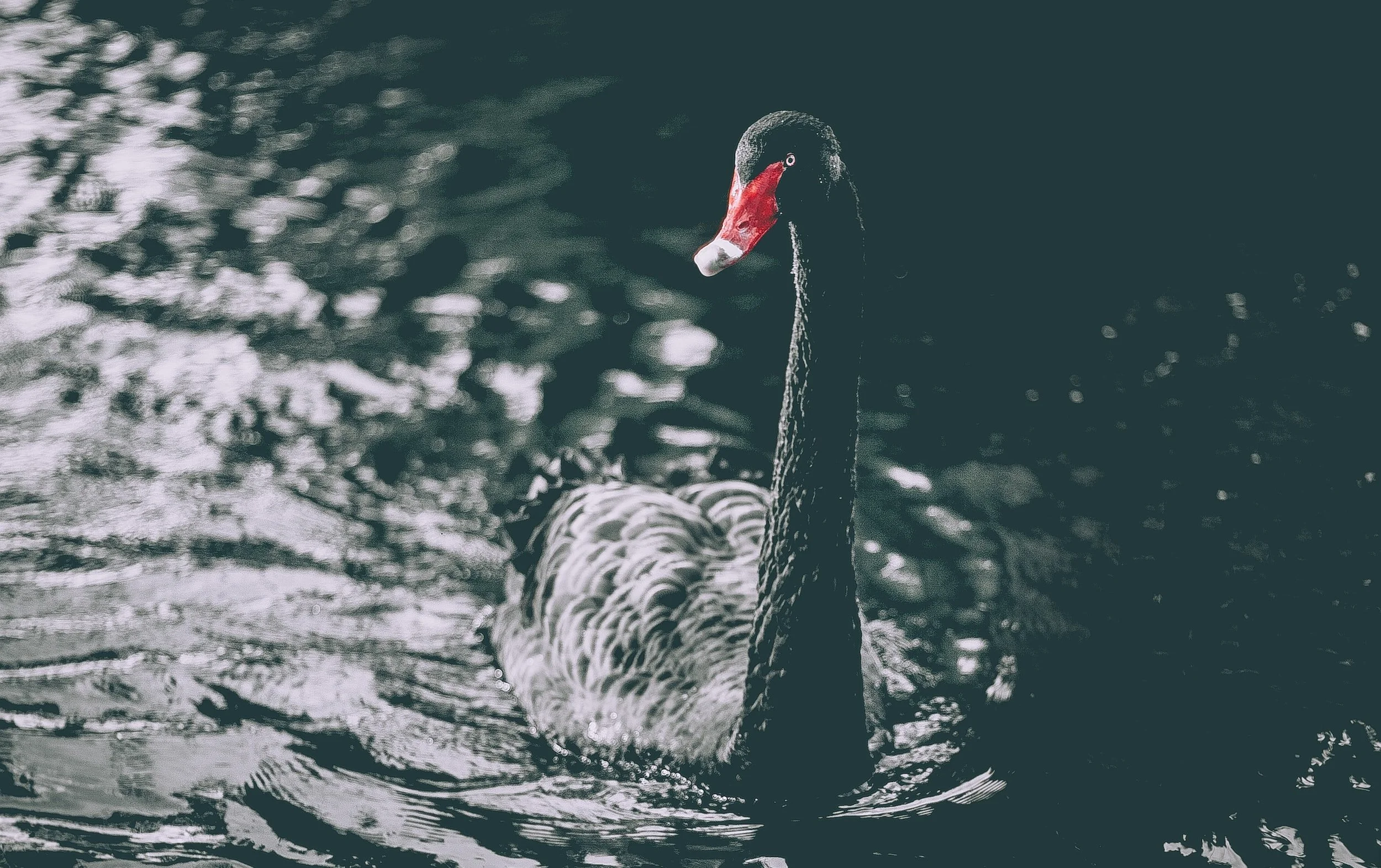 2023:  The Year of the Black Swan