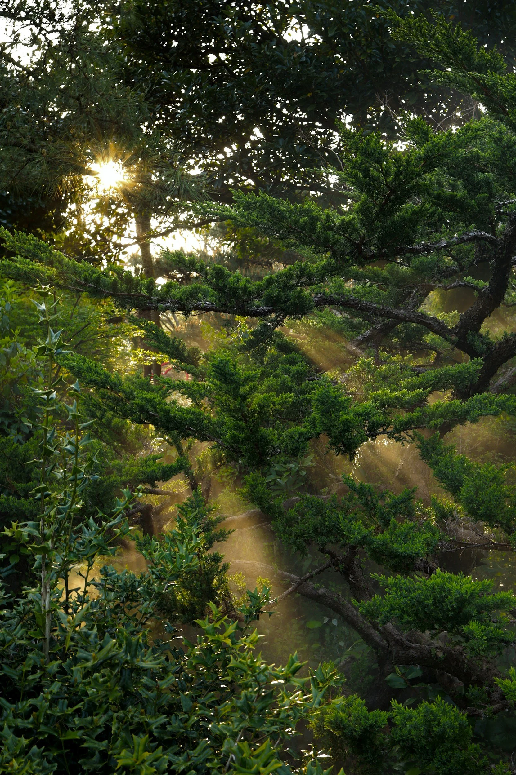 The Veil of Becoming 