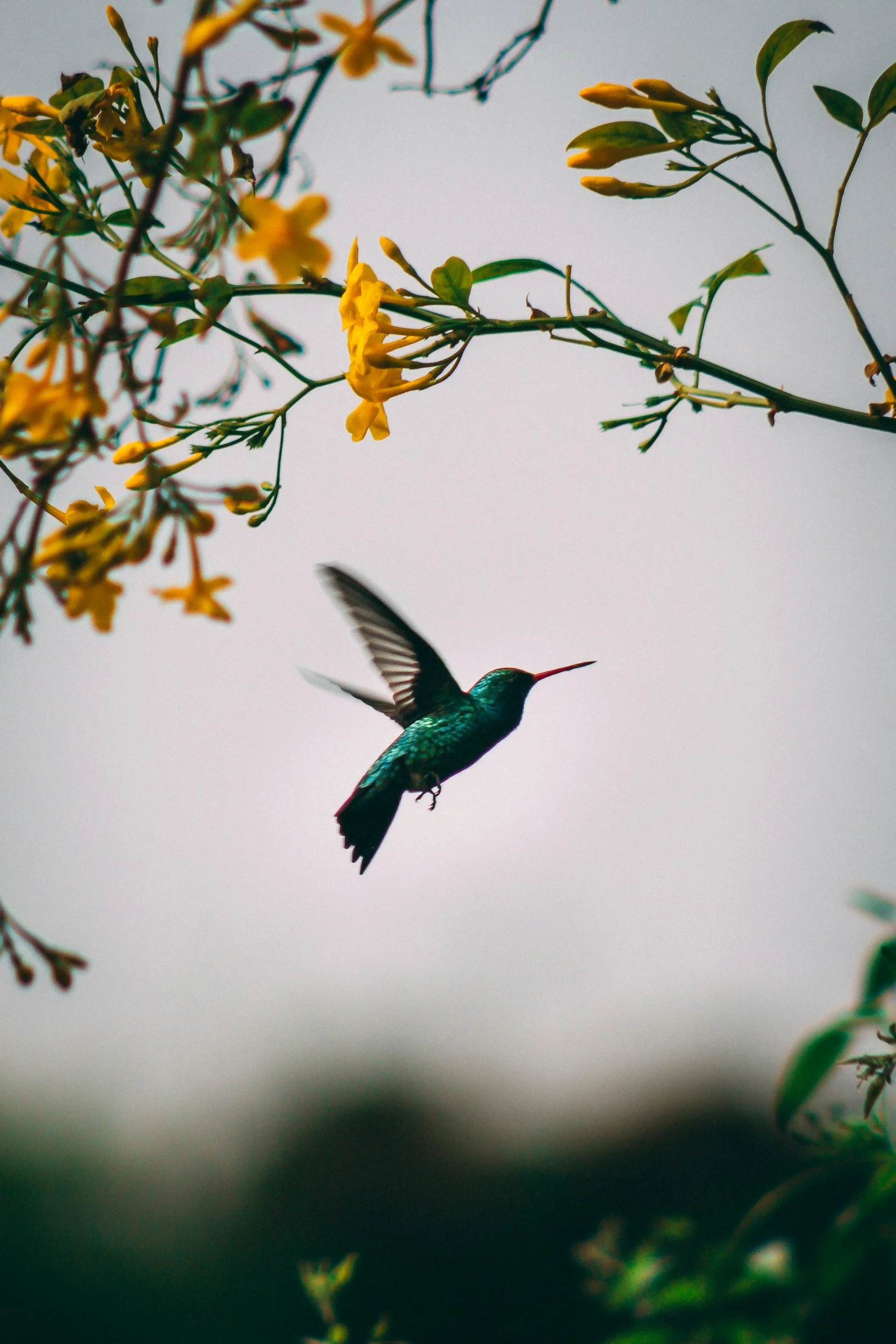 2,000 Miles for Nectar:  The Sweetness of Perspective