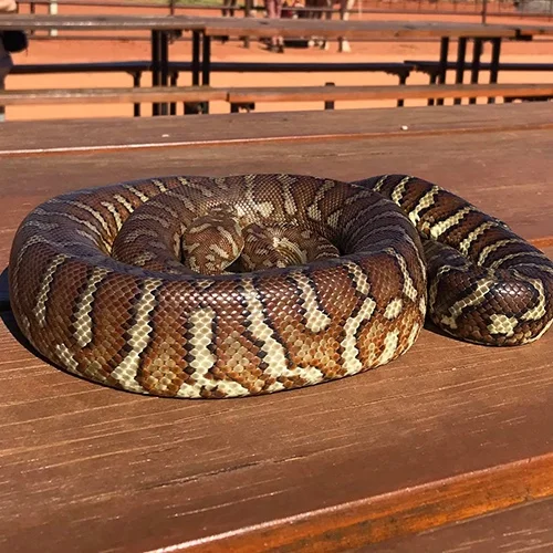Carrol carpet snake.jpg