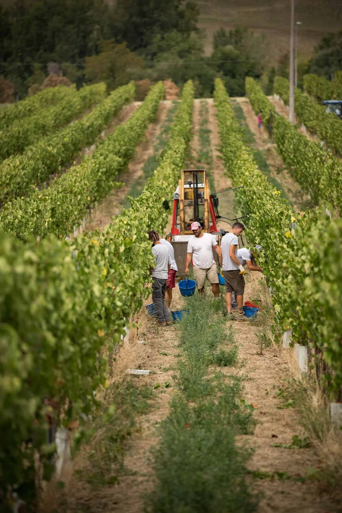 poderi-dal-nespoli-territorio-vendemmia.jpg