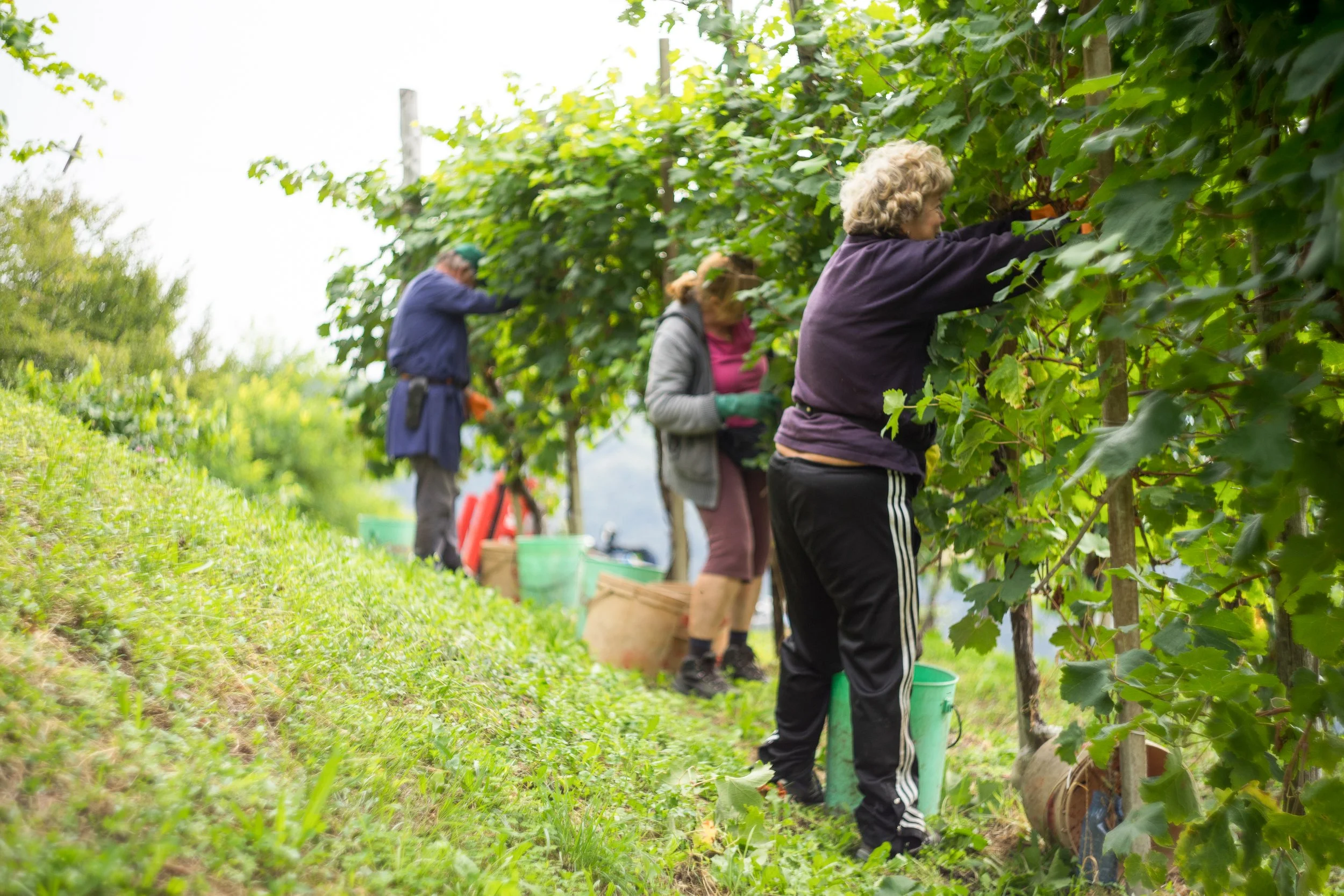 Marsuret_Harvest 2019 1.jpg