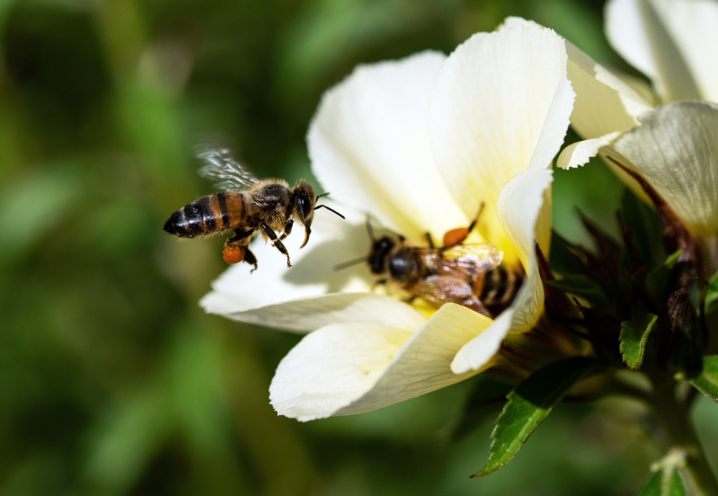 Success According to Honey Bees