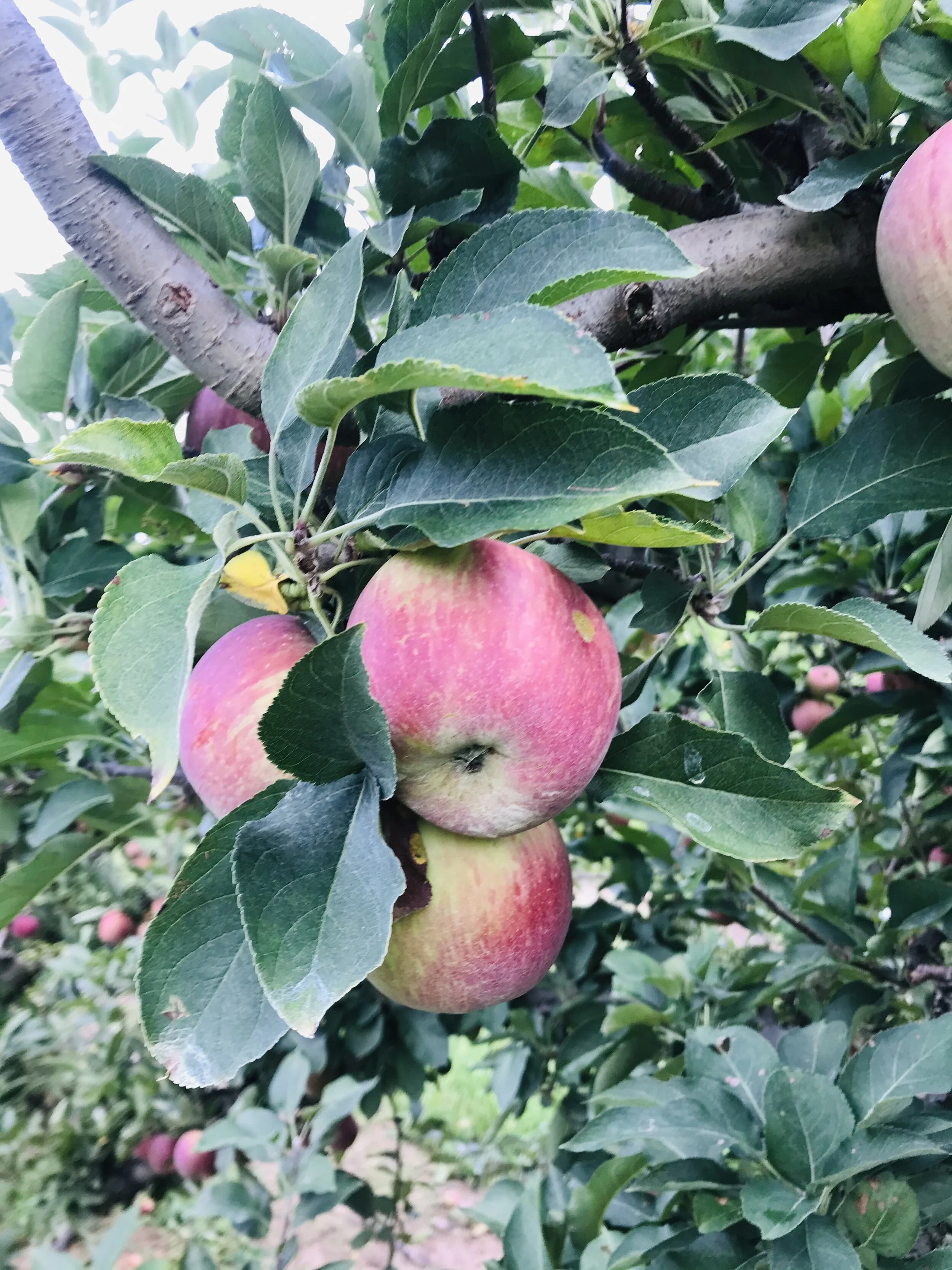 Fostering Friendship