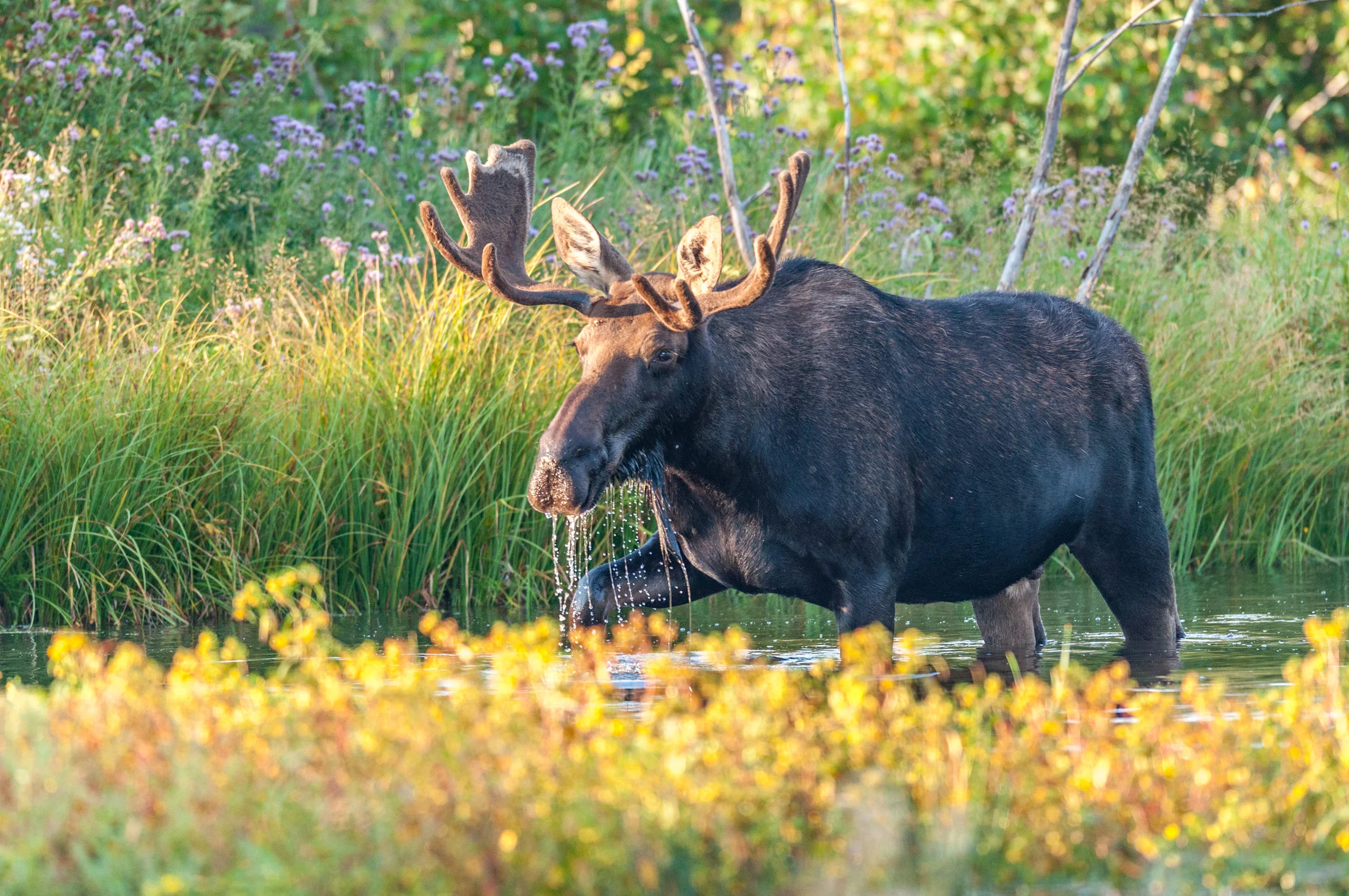 Moose Festival
