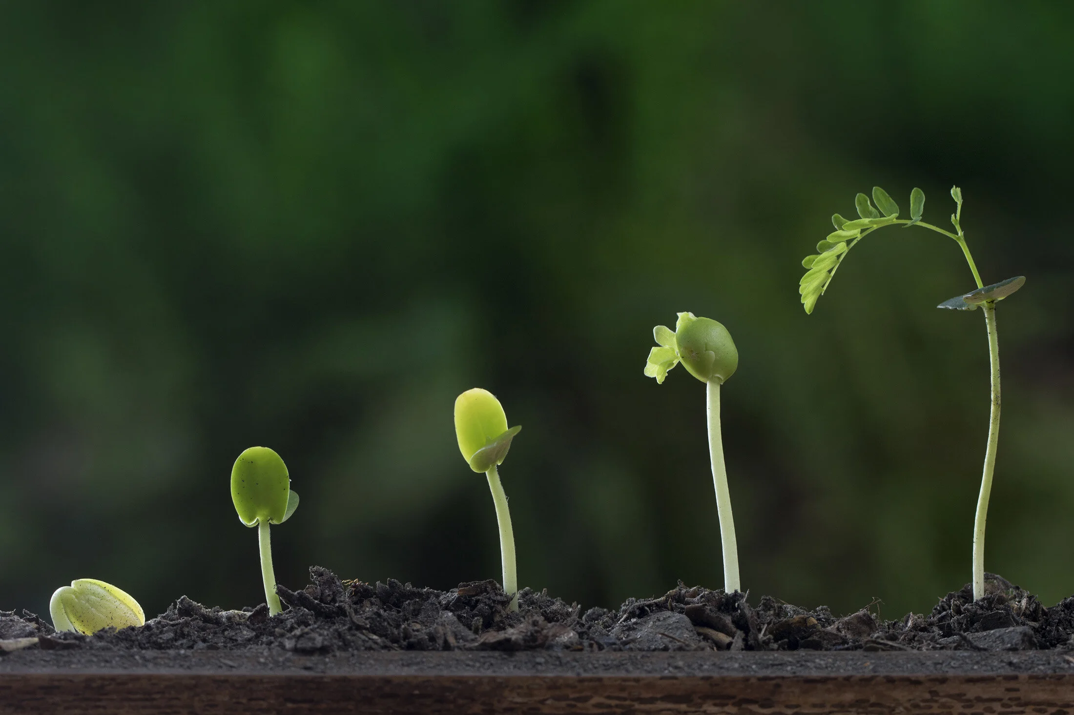 plants_foodcom_banner.jpg