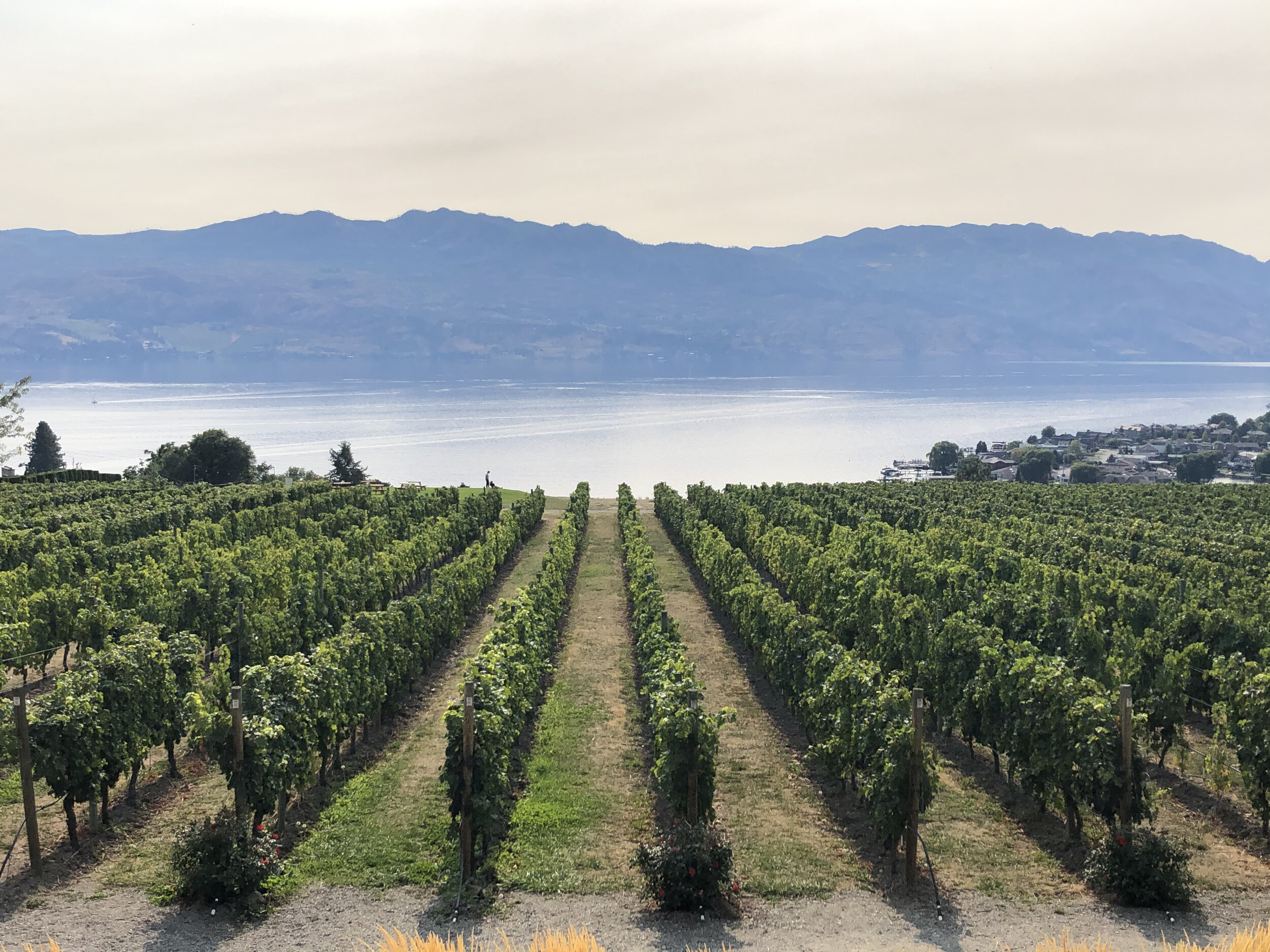 Great Under $20 Wines from Puglia, Italy and South Africa