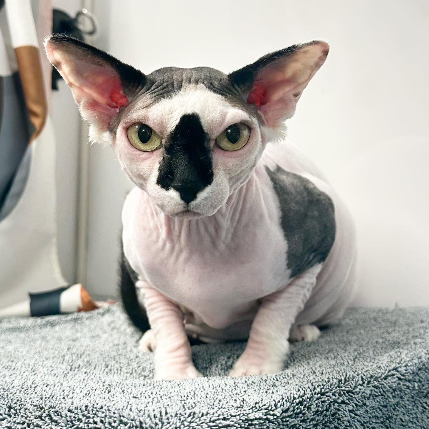 Mia the Sphynx 🐱 super wiggly and super dirty! Despite having very little fur, they are a very high maintenance breed when it comes to grooming, can you see the before/after differences of her skin and ears before and after her bath? #catgrooming #c