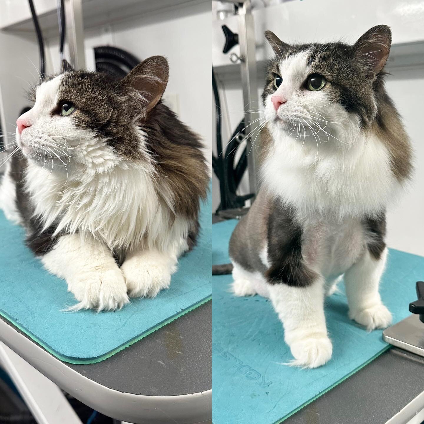 Before and after, Birdie edition! The most popular misconception about cats is that they groom themselves. Birdie would like you to know that she prefers a good bath and shave over licking her self all over 😹