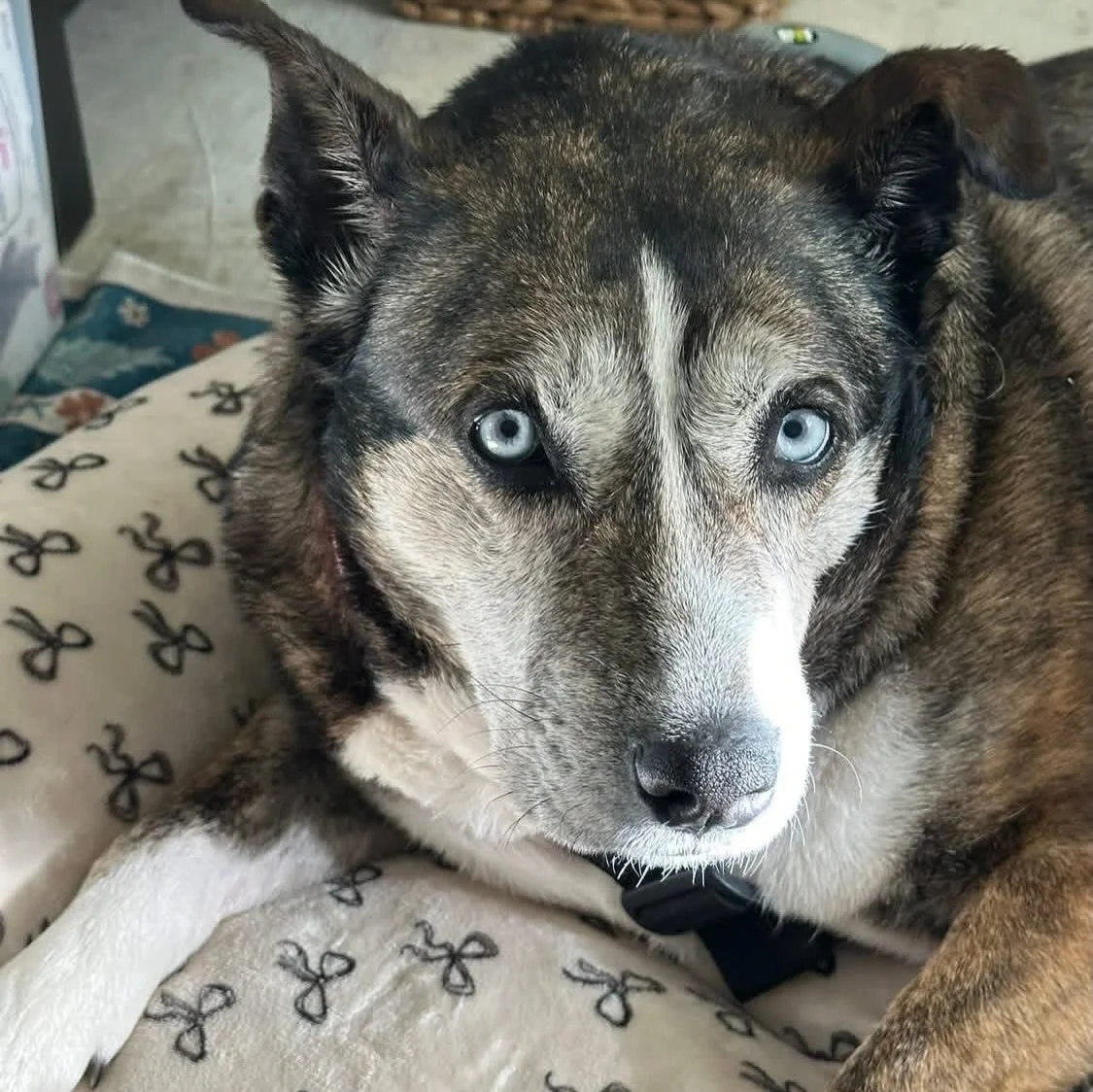As some of you know, it&rsquo;s been a rough past year for my family as my dad was diagnosed with a terminal disease, and is now in hospice care at home. 
One of the many difficult decisions we&rsquo;ve had to make is finding Indie a new home 😭 

In