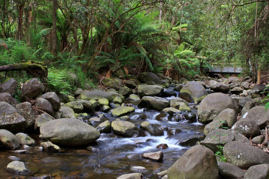 6 of the Best Walking Tracks in Melbourne