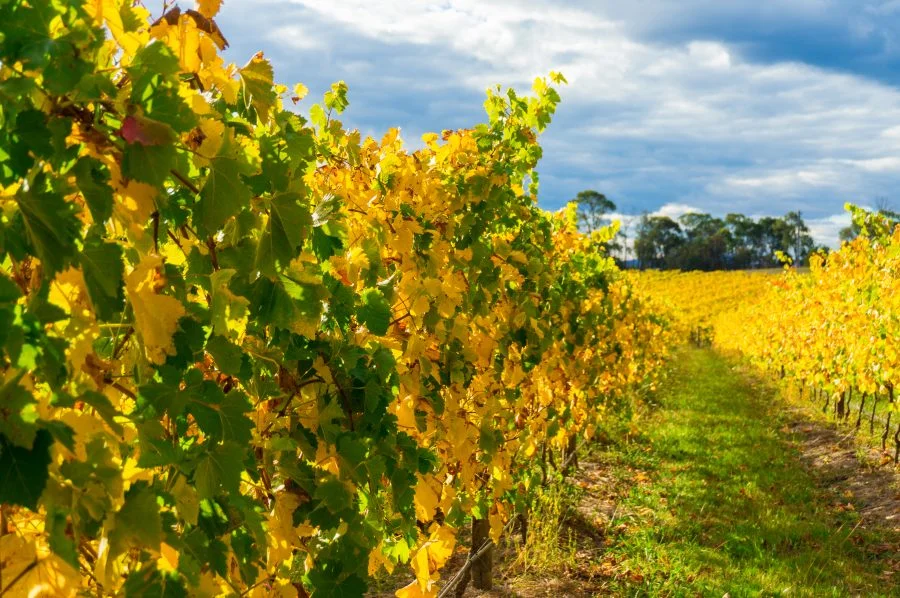 Eat, Drink &amp; Play in the Yarra Valley