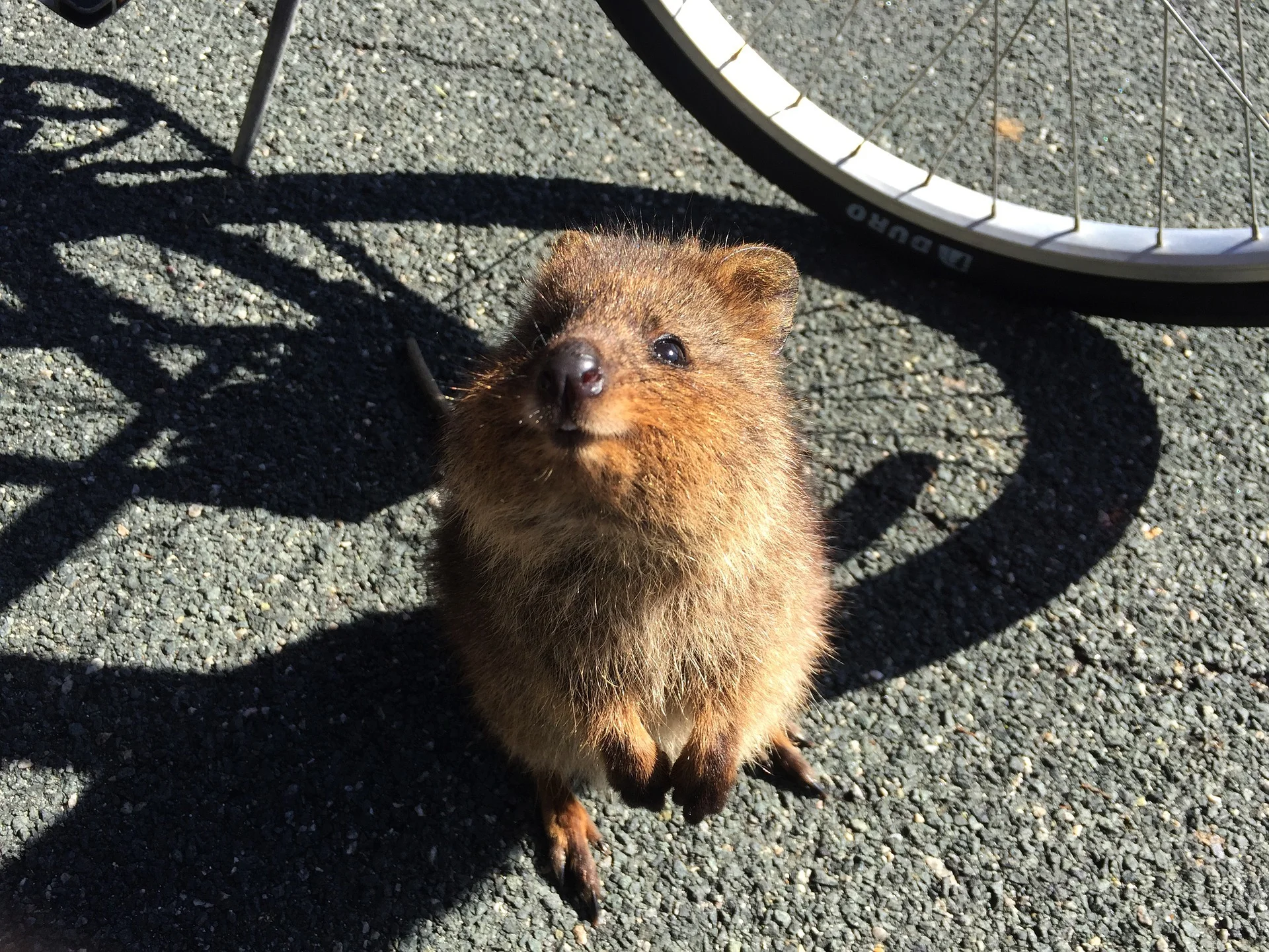 quokka-2676171_1920.jpg