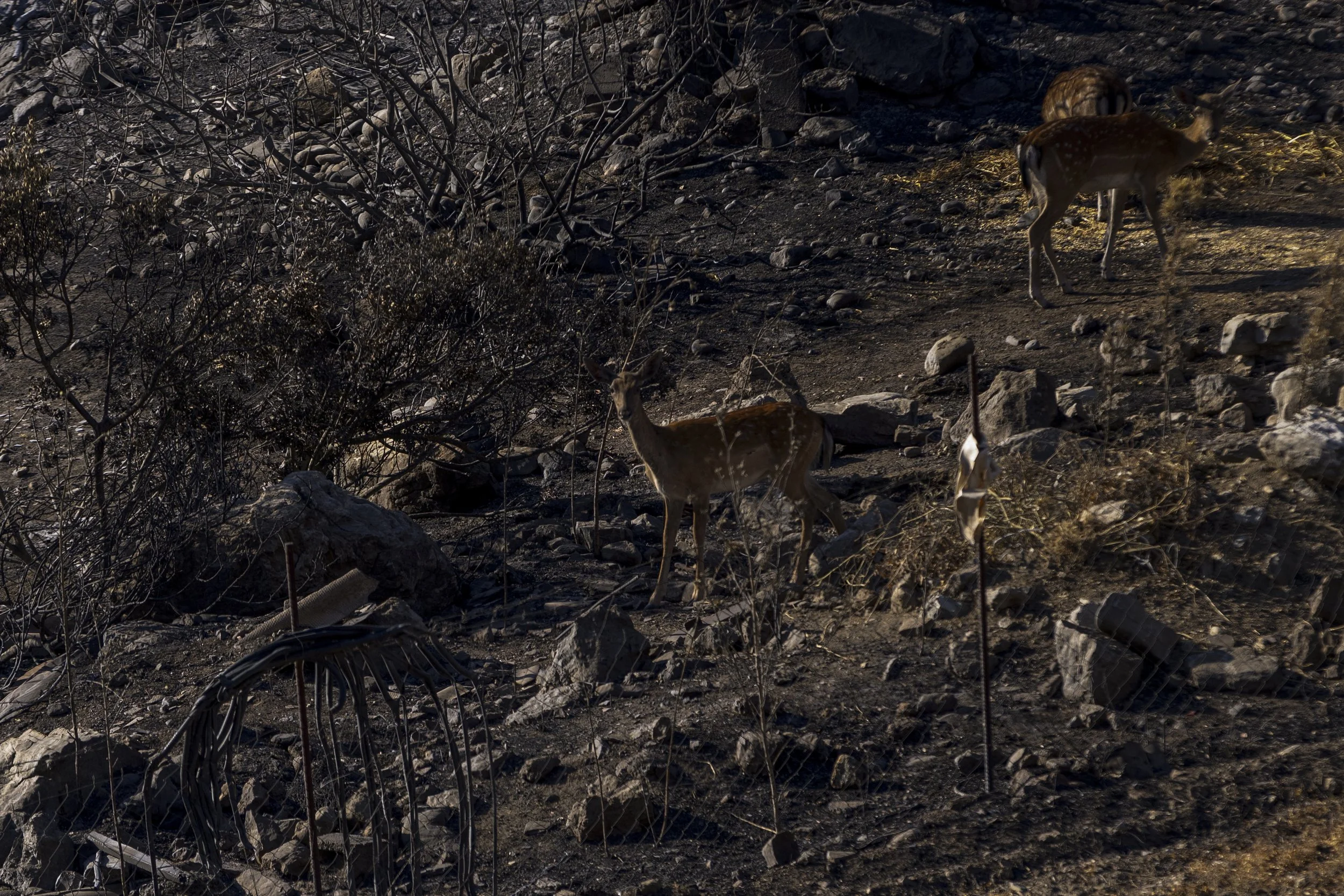 LV_Wildfires_08 (1).jpg