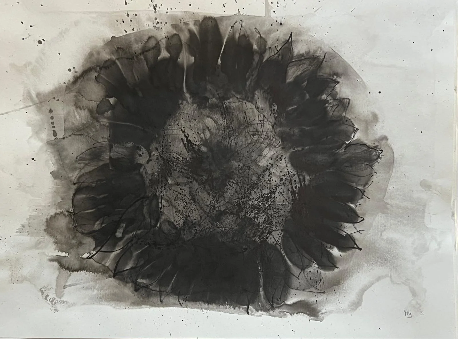 BLACK SUNFLOWER 4 PHOTO-2025-01-13-09-44-02.jpg