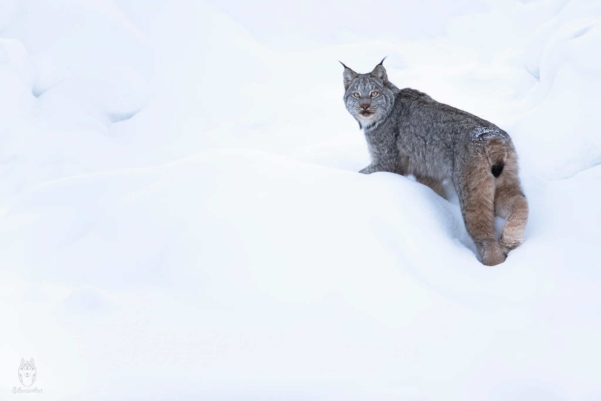 Canada Lynx, Yukon