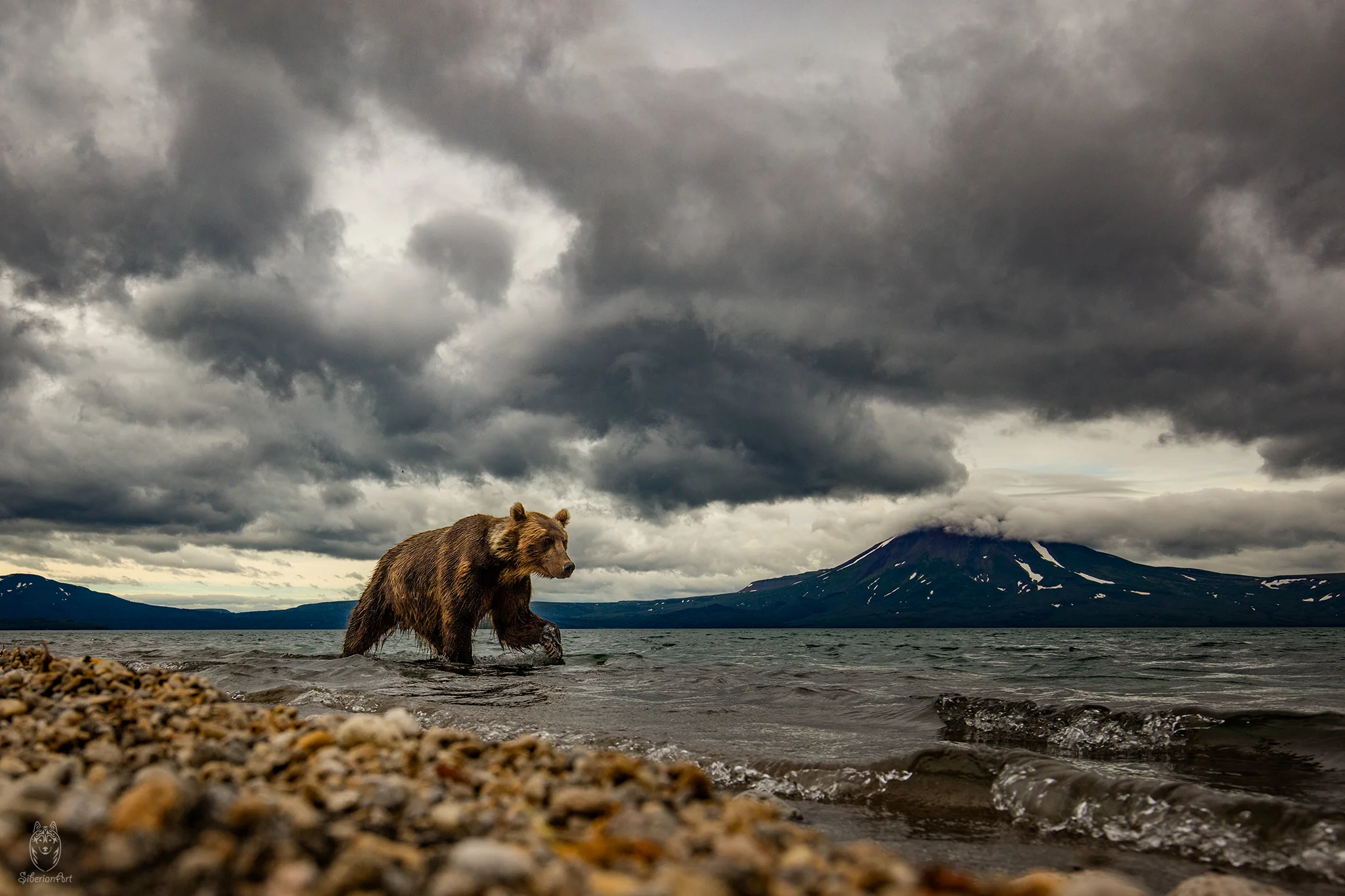 Brown Bear, Kamchatka