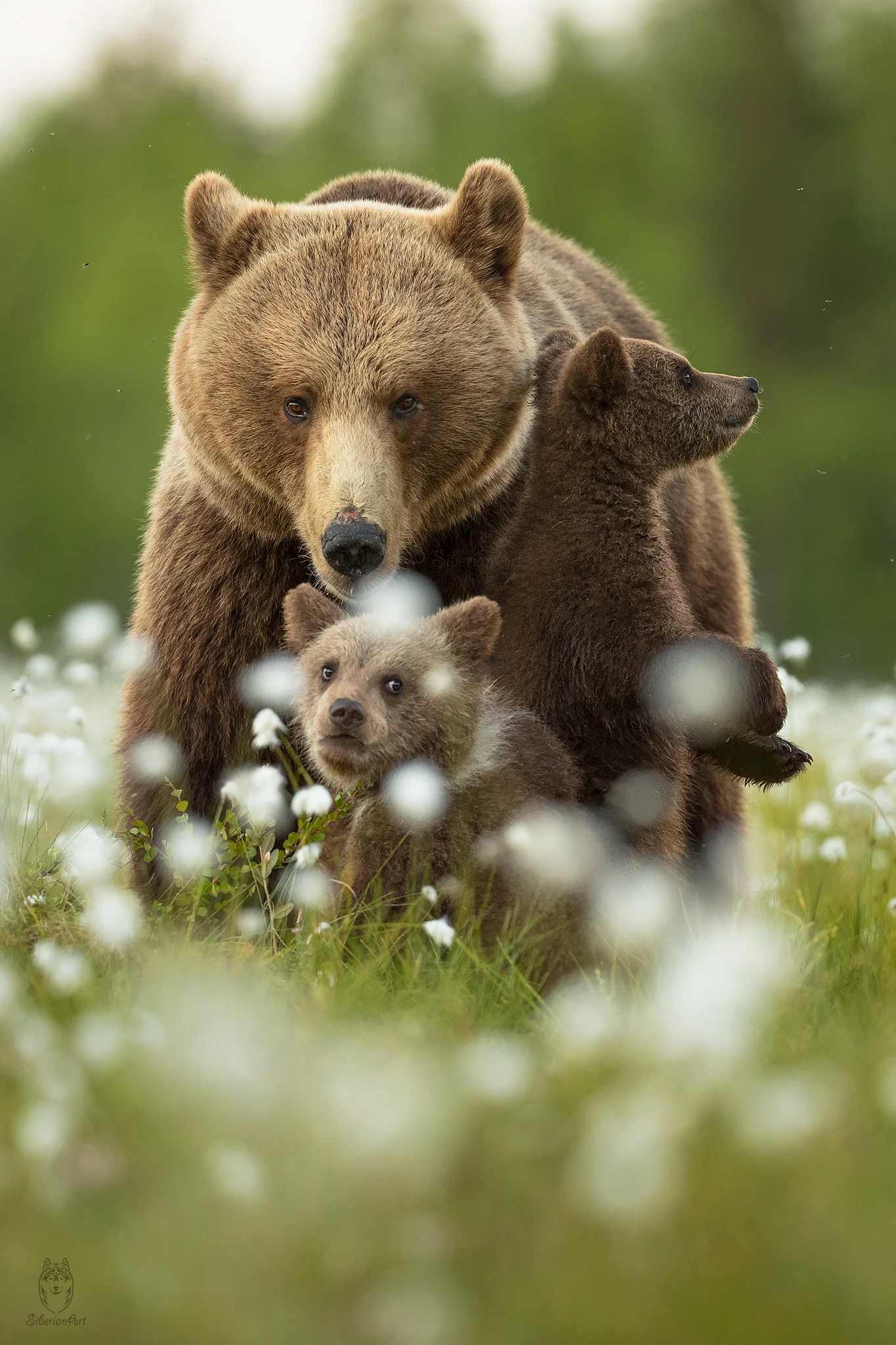 Brown bears, Finland