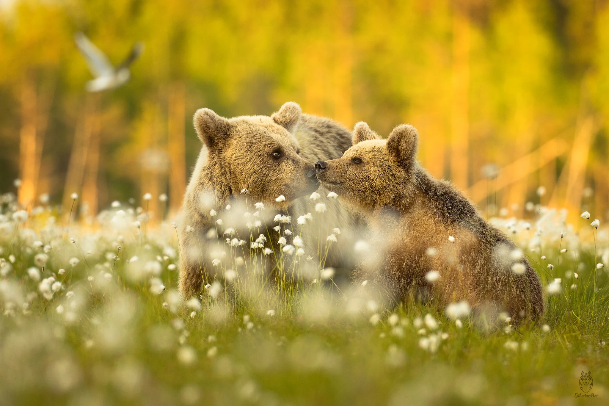 Brown bears, Finland