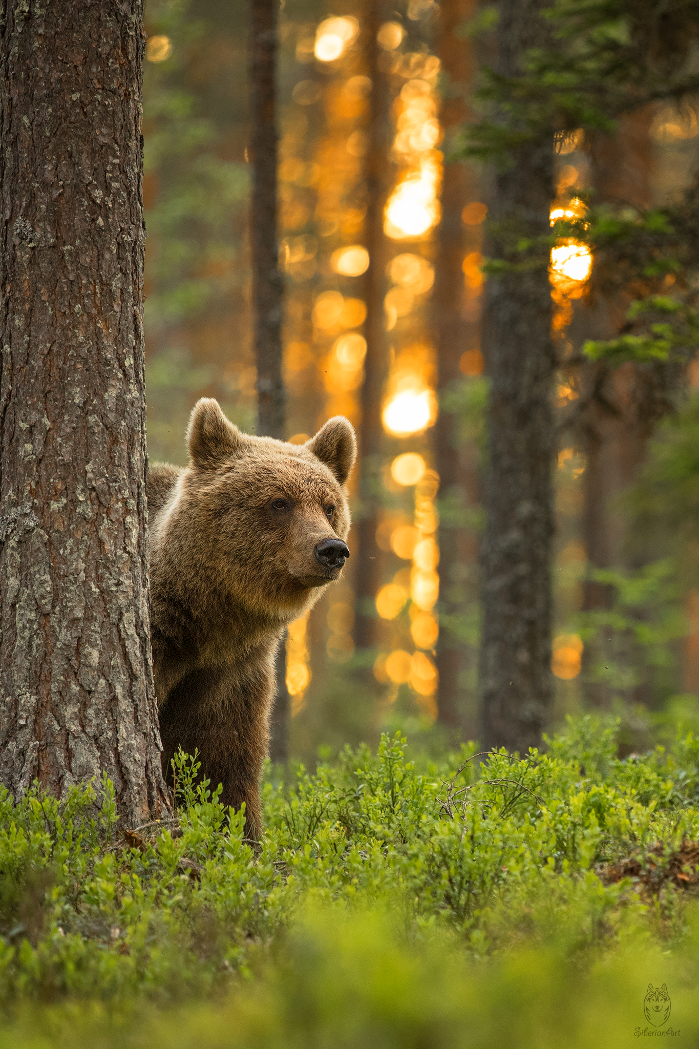 Brown bear, Finland