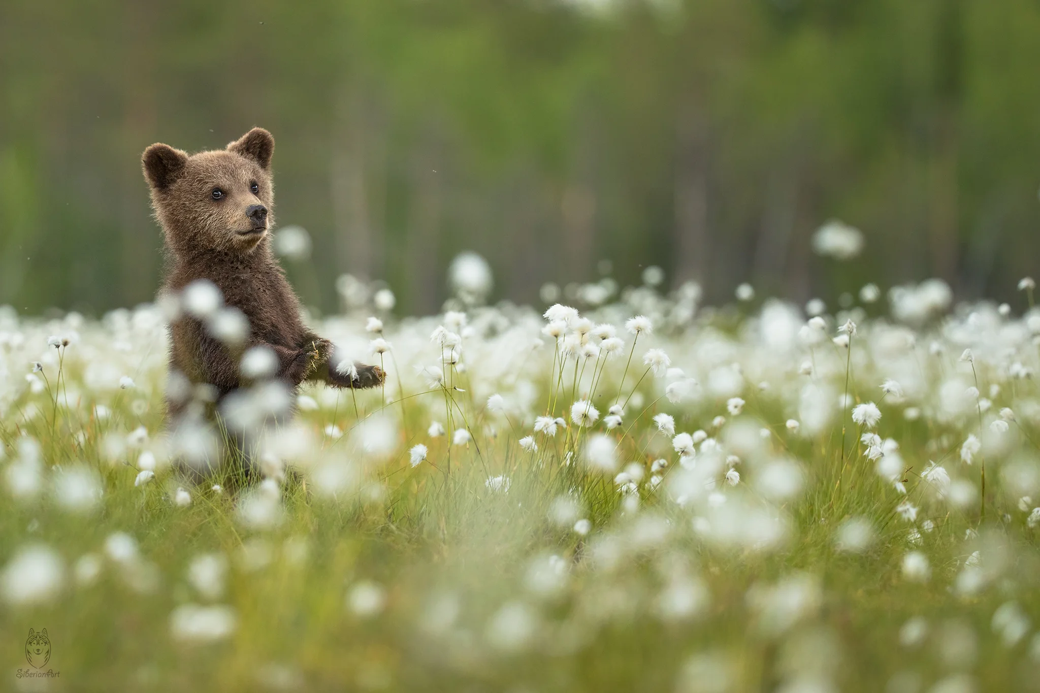 Brown bear, Finland