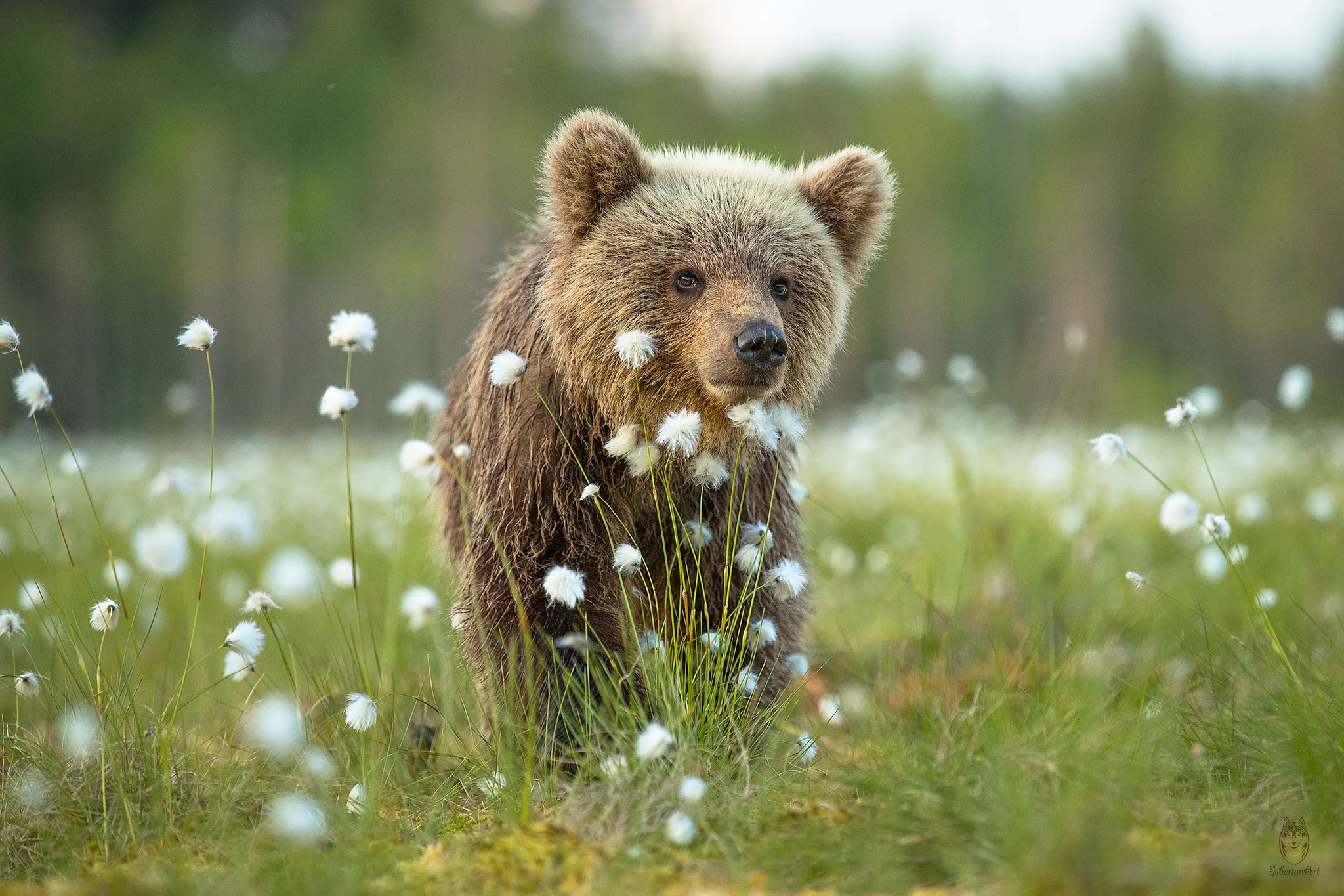 Brown bear, Finland