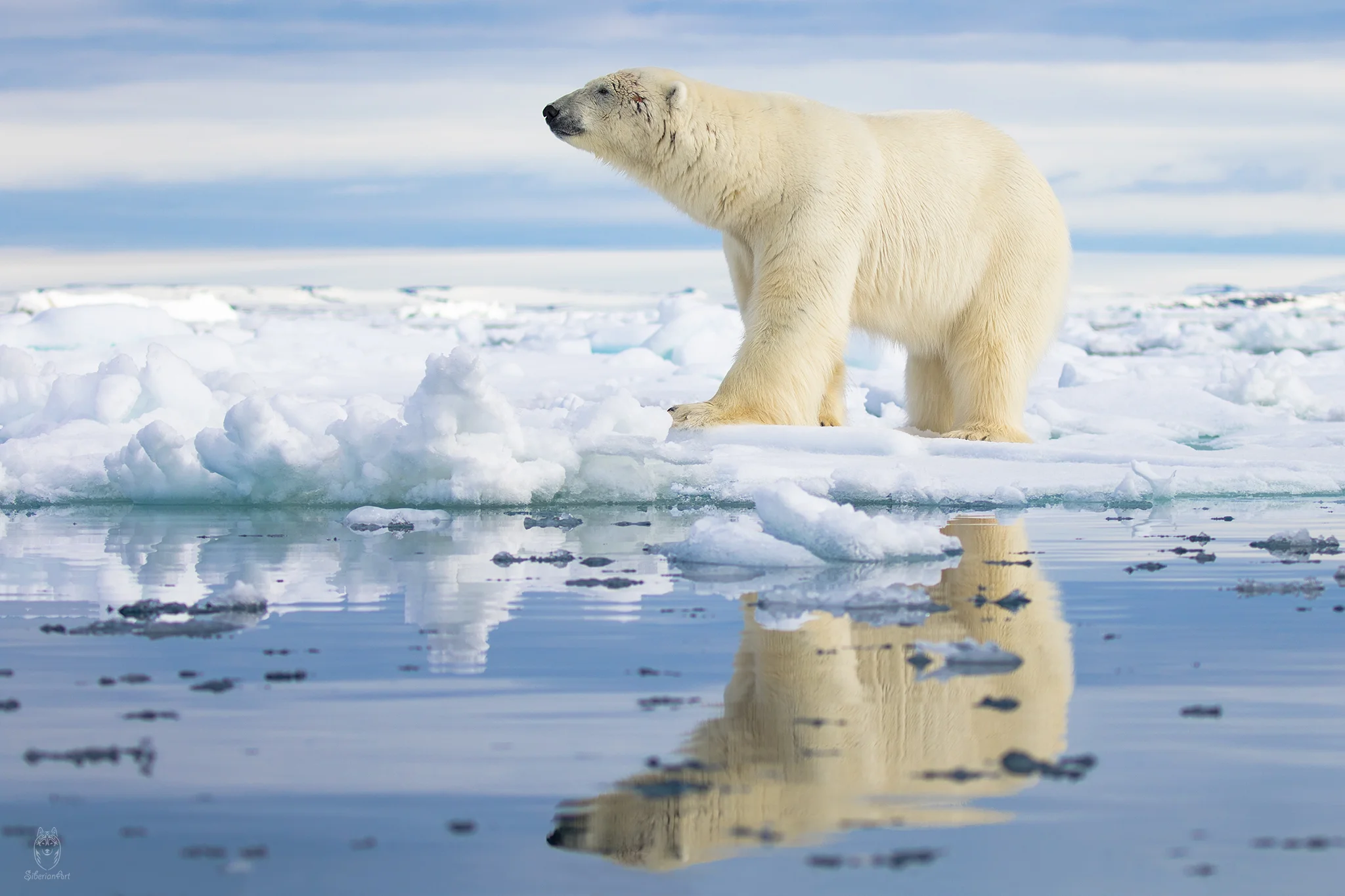 Polar Bear, Svalbard