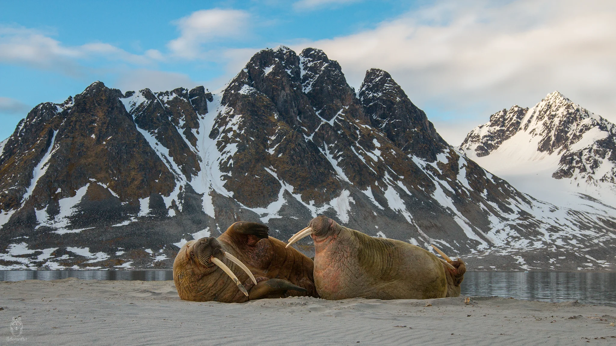 Walrus, Svalbard