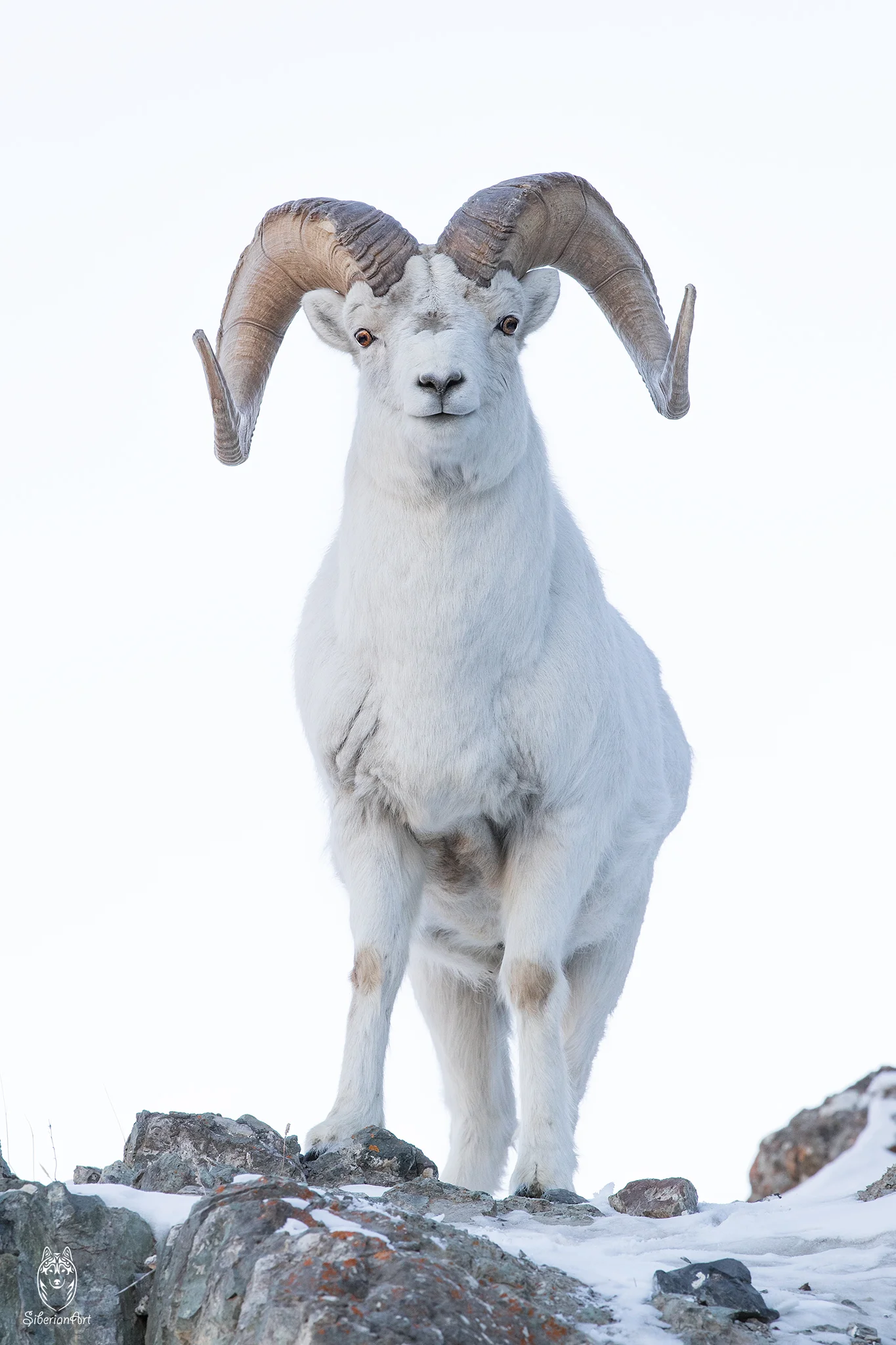 Dall sheep, Yukon