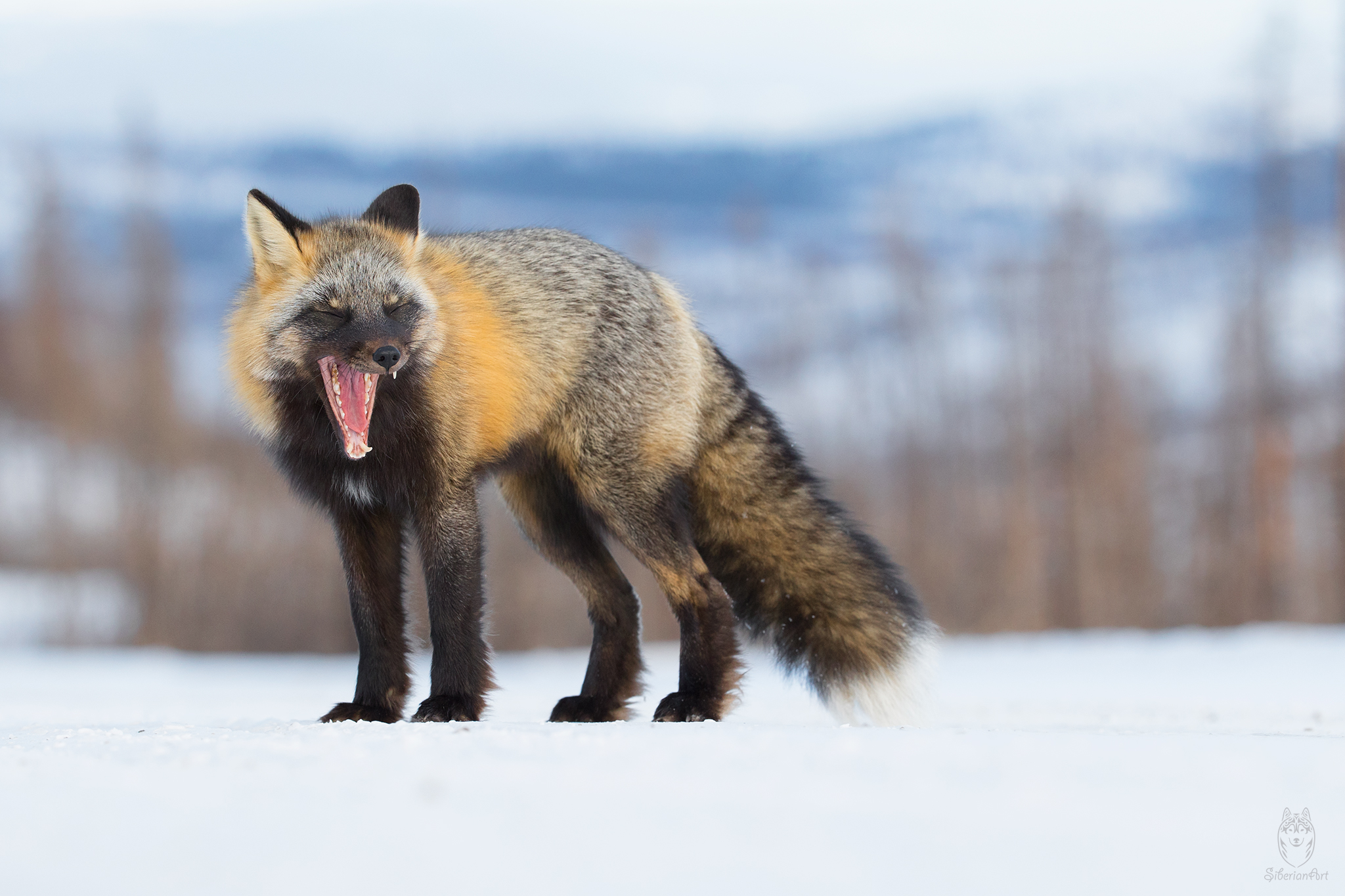 Cross Fox, Yukon