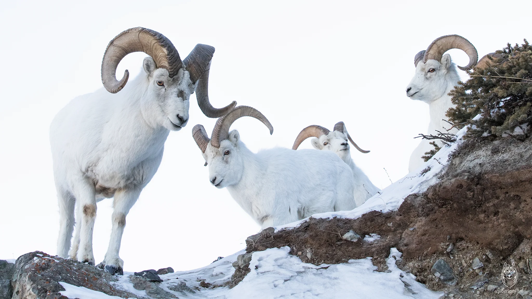 Dall sheep, Yukon