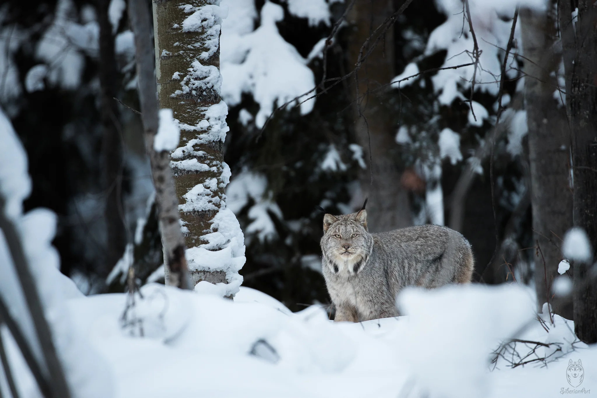 Canada Lynx, British Columbia