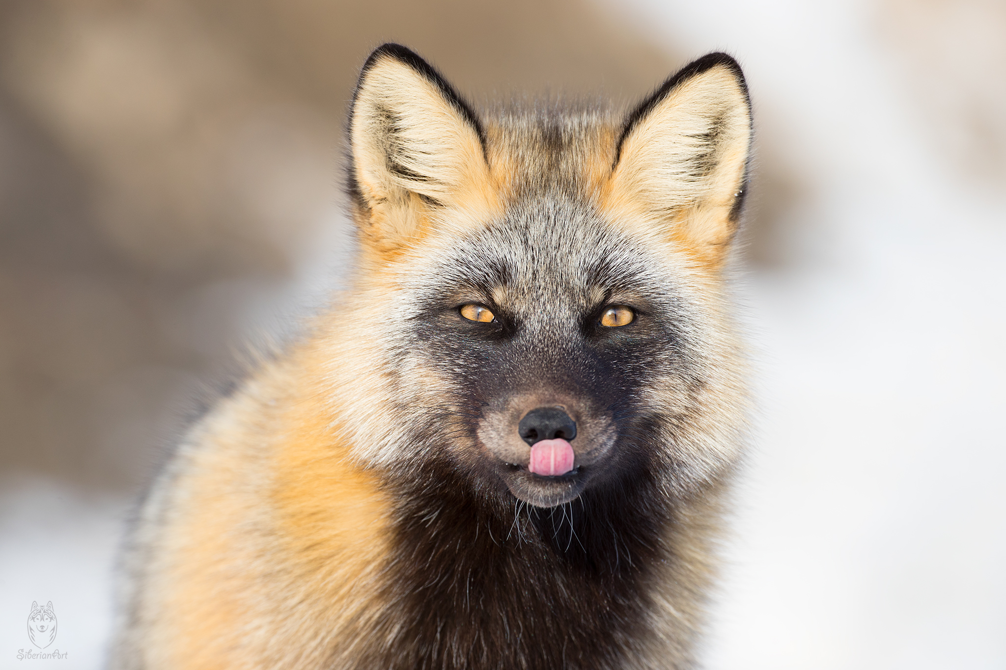 Cross Fox, Yukon