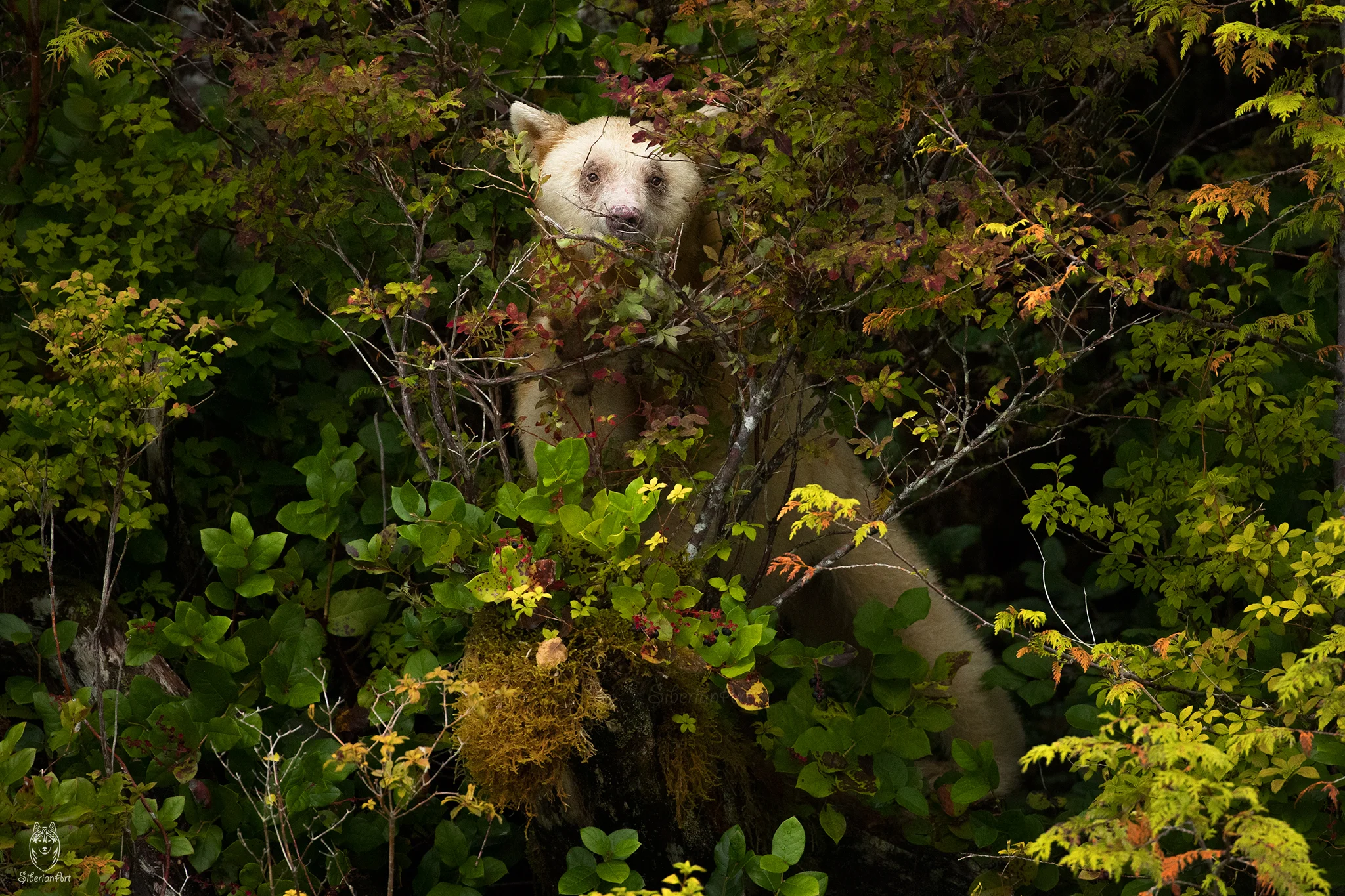 Spirit Bear, British Columbia