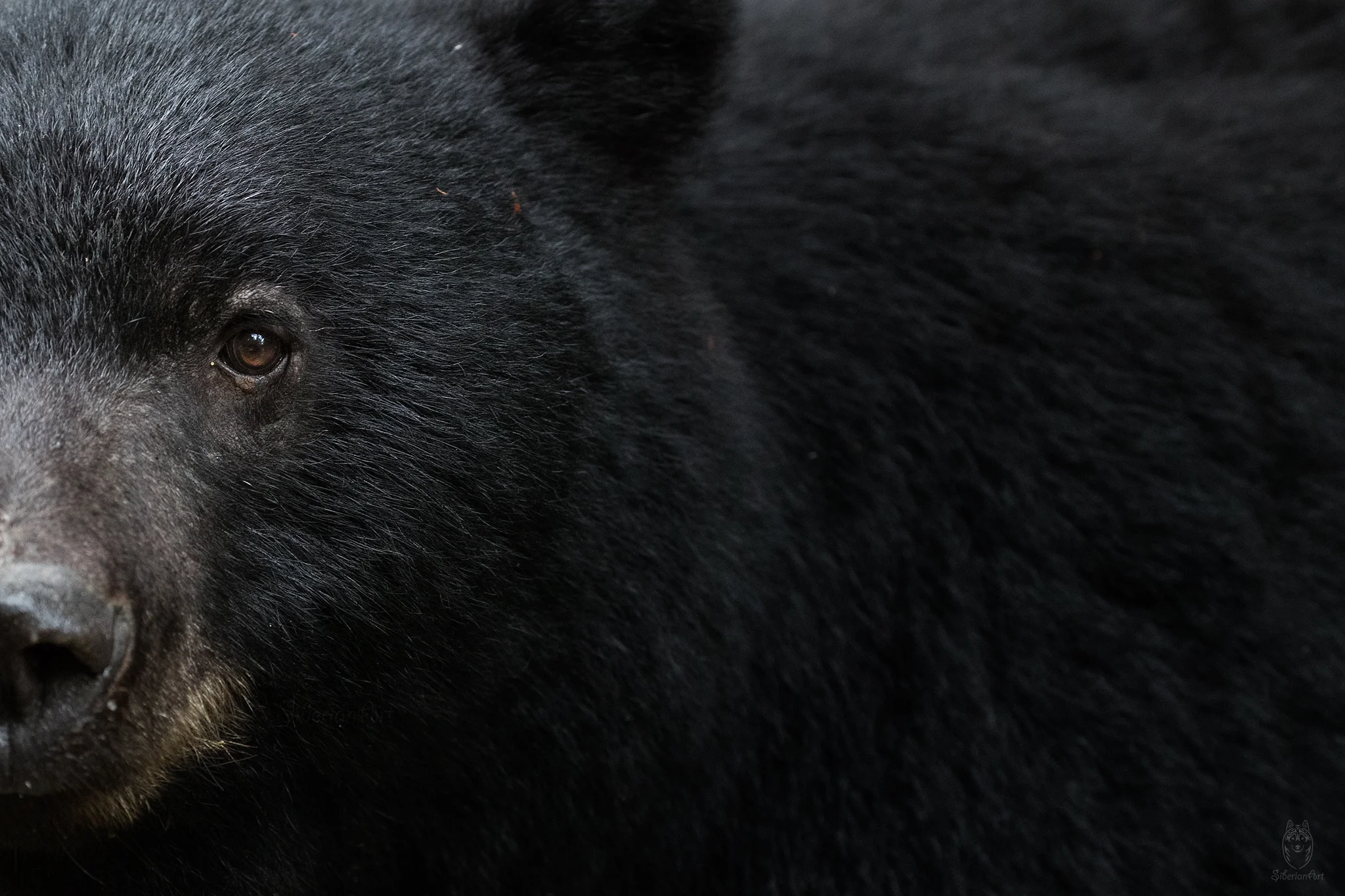 Black Bear, British Columbia