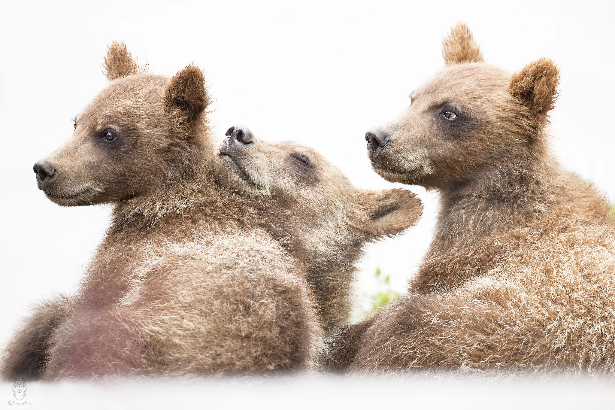 Brown Bear cubs, Kamchatka