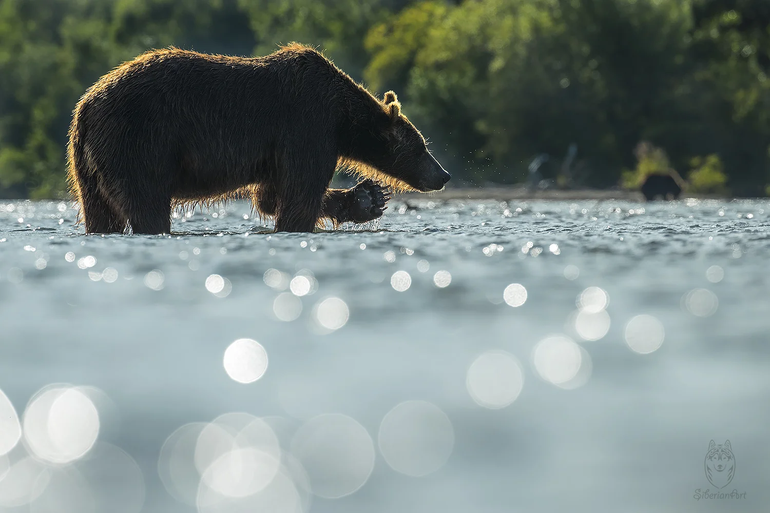 Brown Bear, Kamchatka