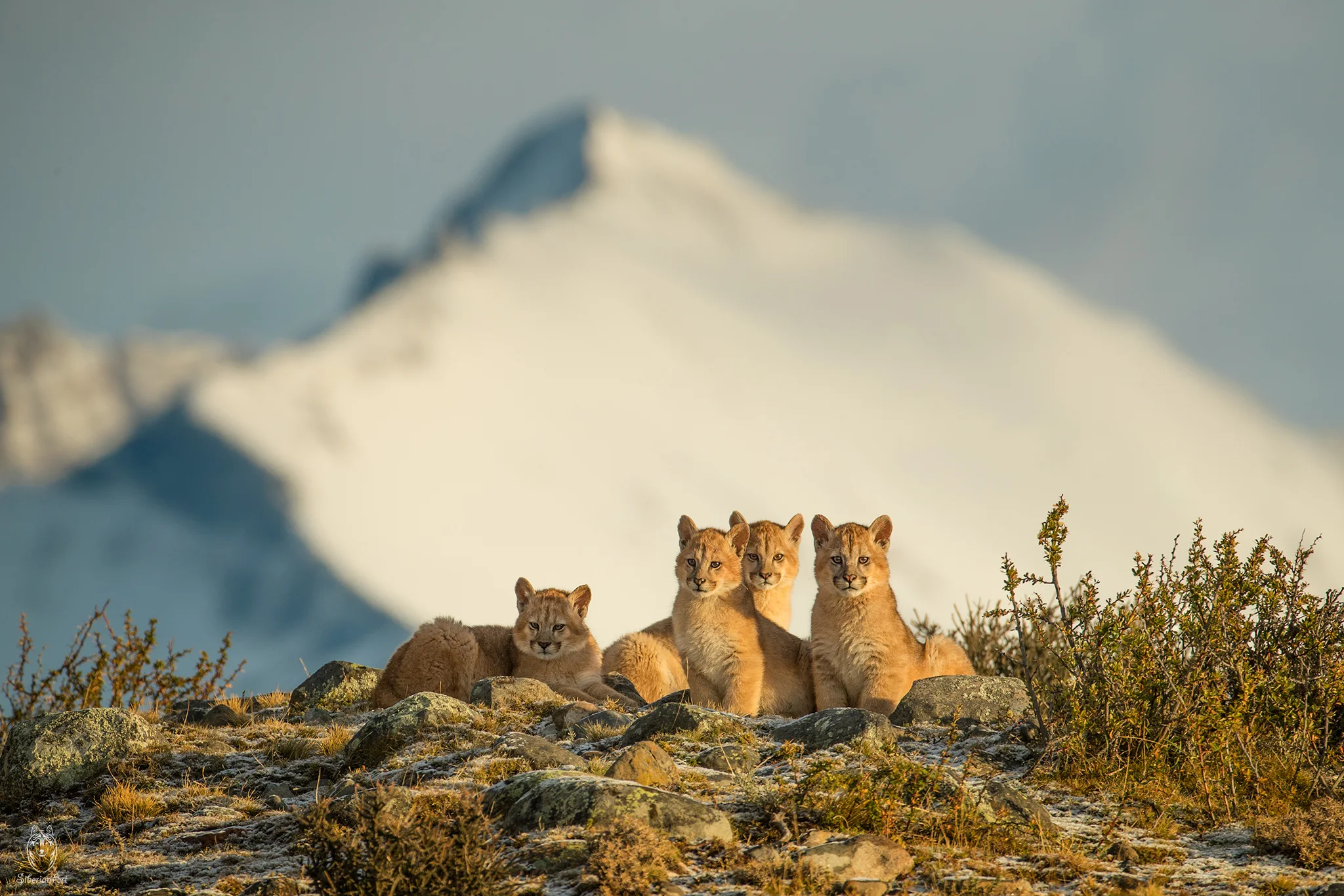 Puma kittens, Patagonia
