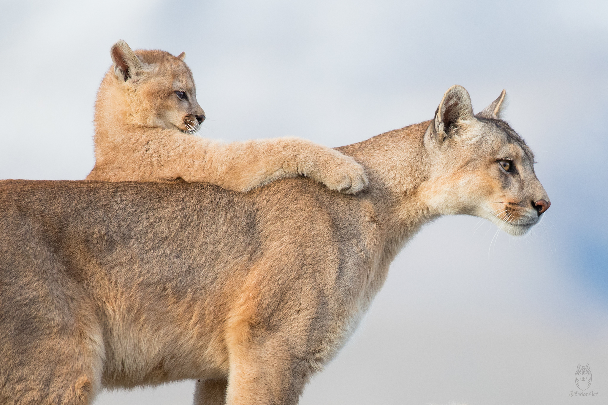 Puma, Patagonia