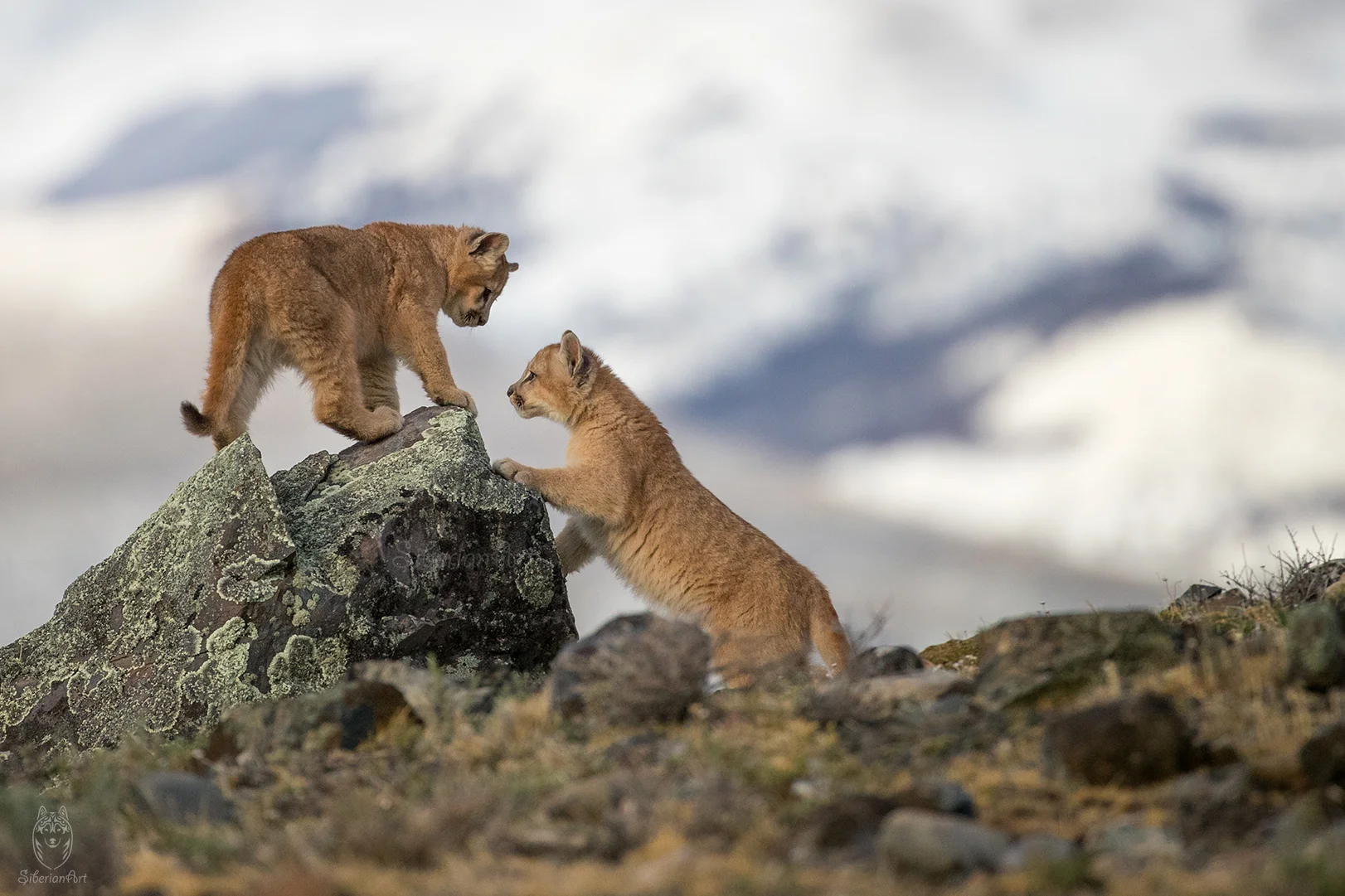 Puma kittens, Patagonia