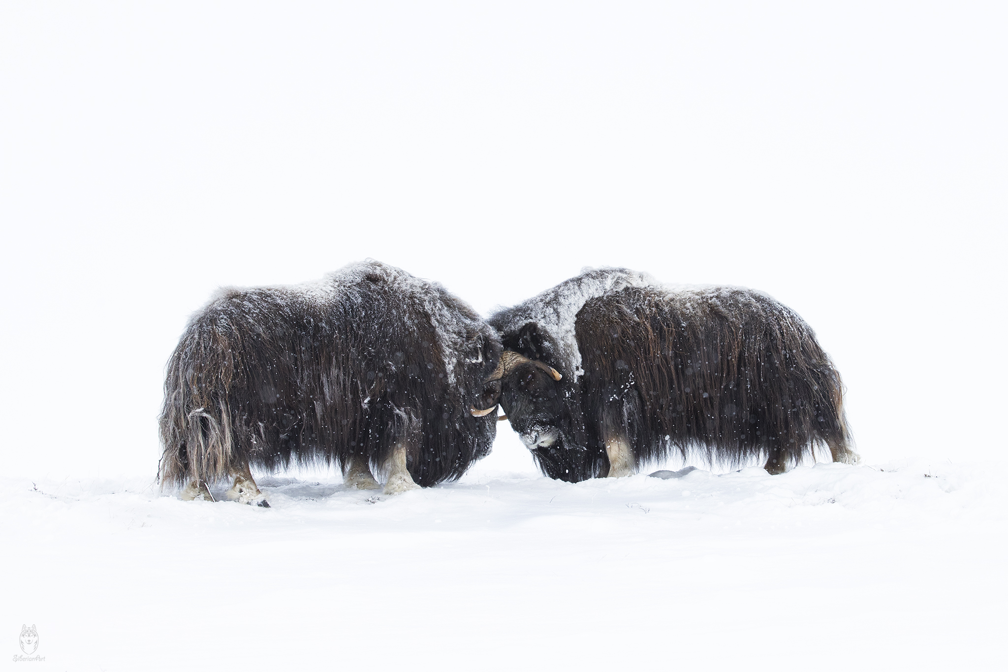 Musk Ox, Norway