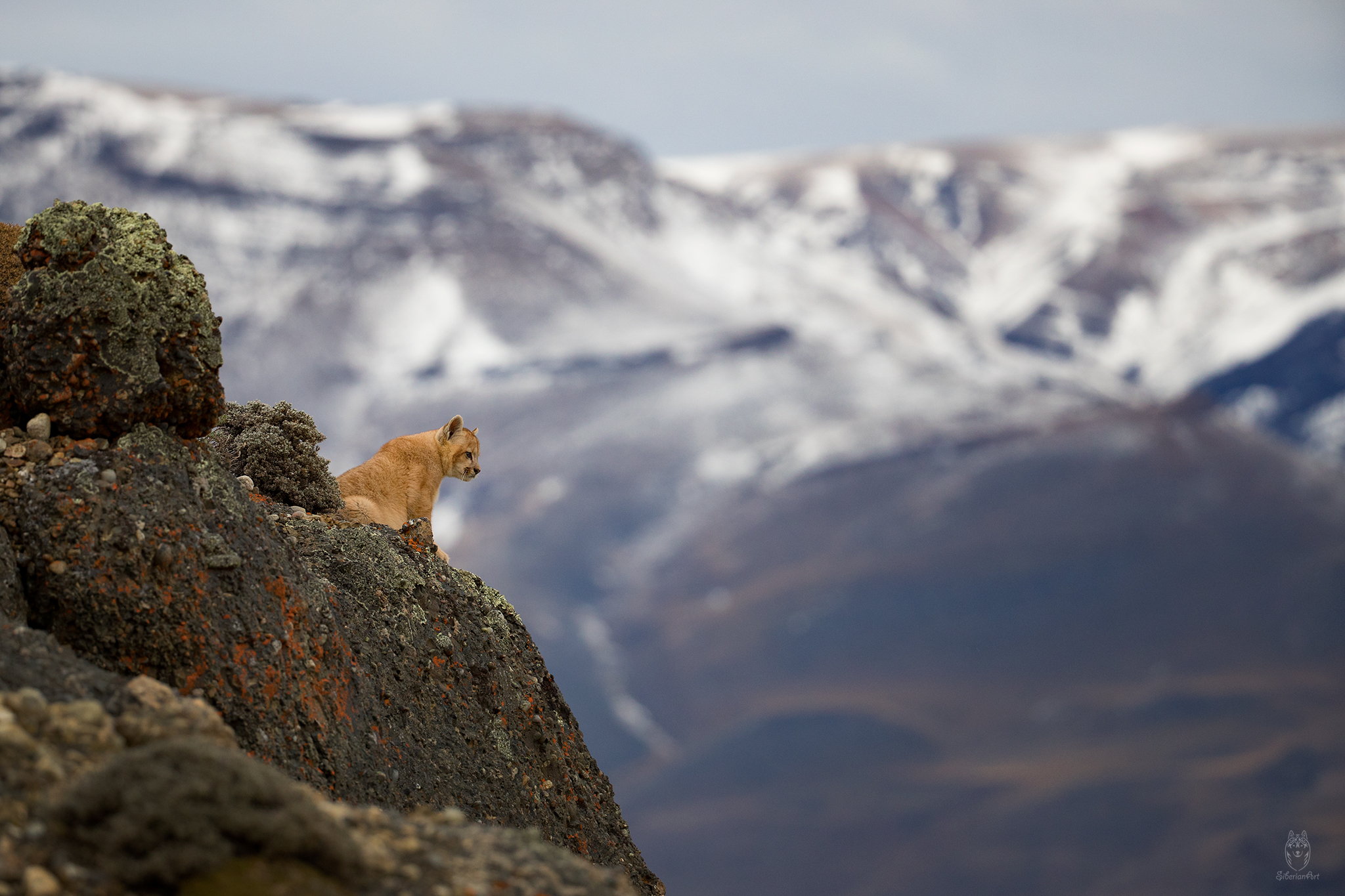 Puma kitten, Patagonia