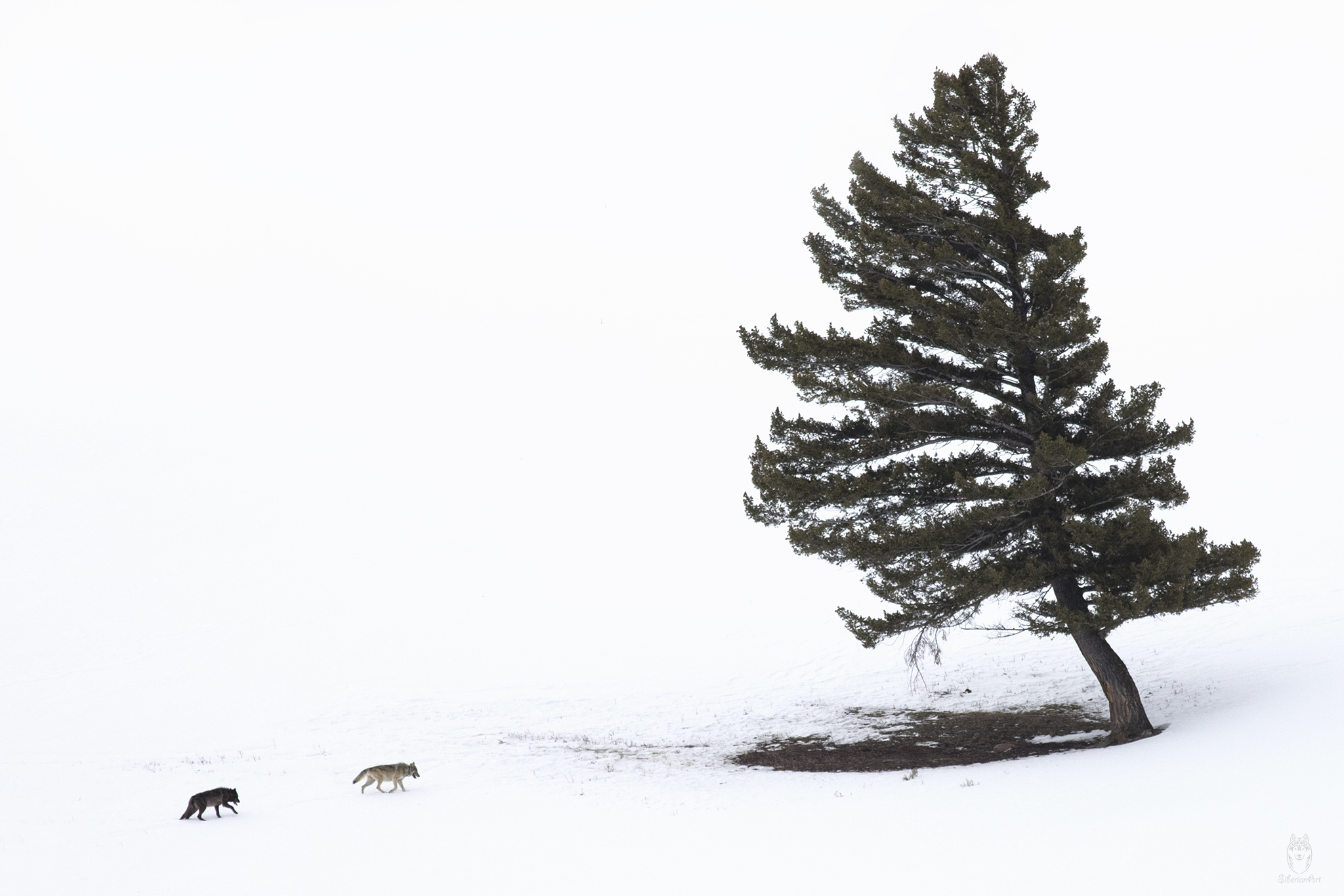 Wolves, Yellowston