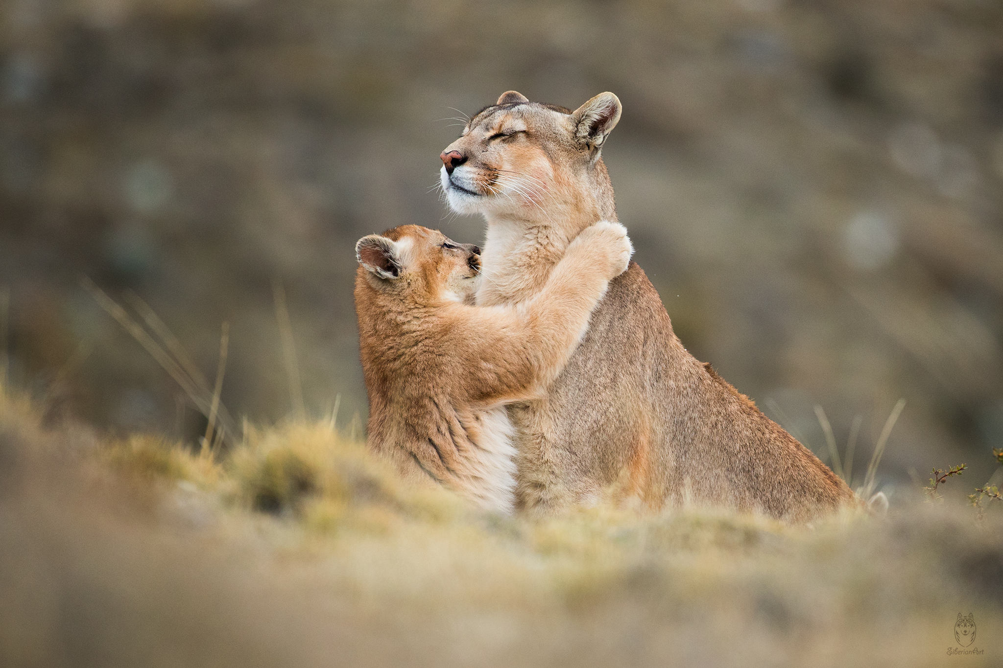 Emotional image of a Puma and kitten hug I captured in Patagonia, Chile.