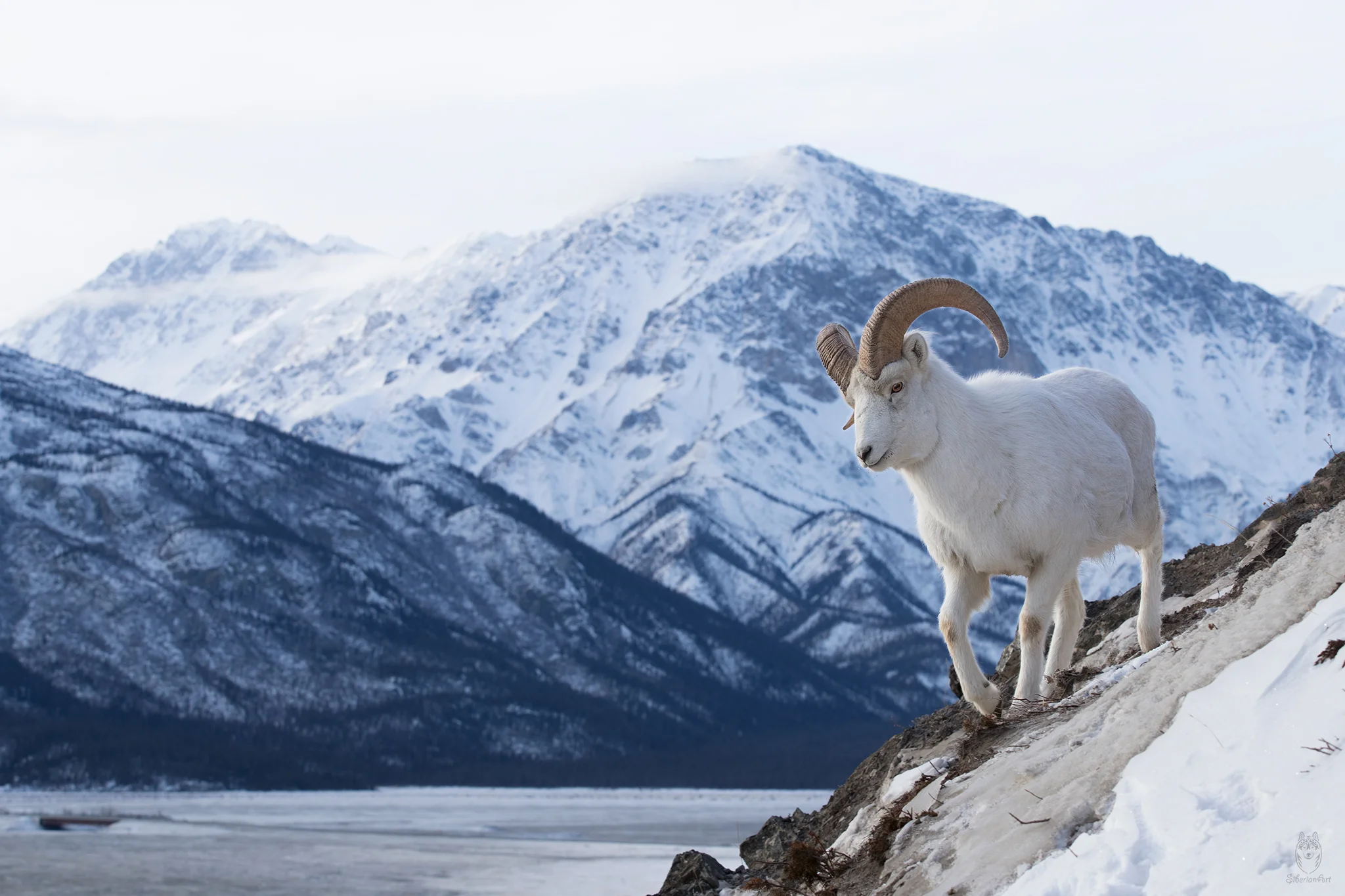 Dall Sheep Image I captured in the Yukon, Canada.