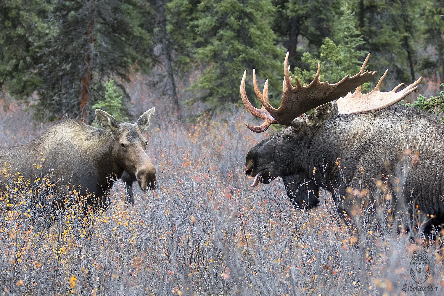 Moose couple captured during fall in Alaska. This Image is way too busy for my taste.